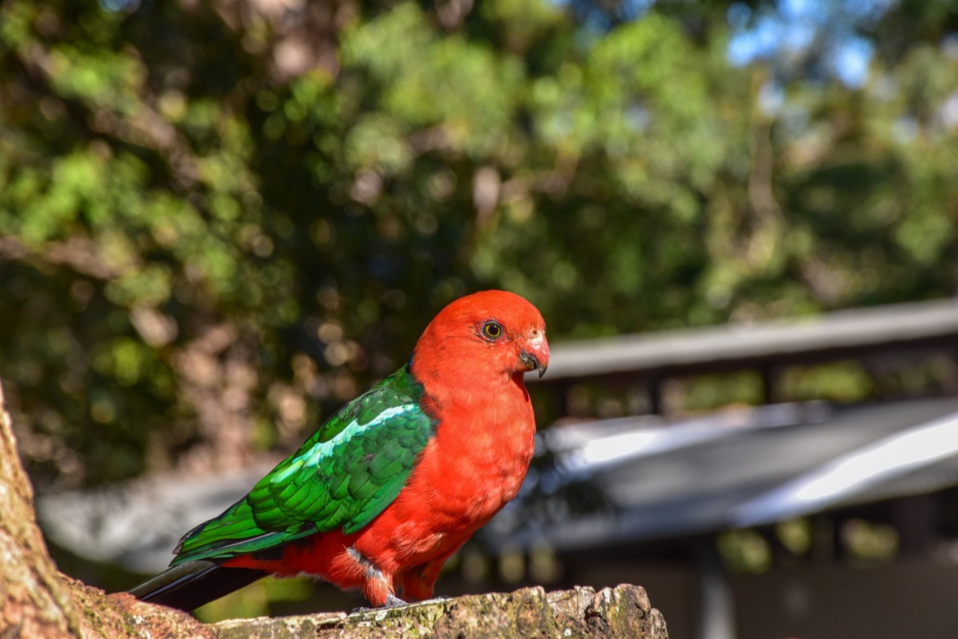 A king parrot in Booderee National Park in Jervis Bay