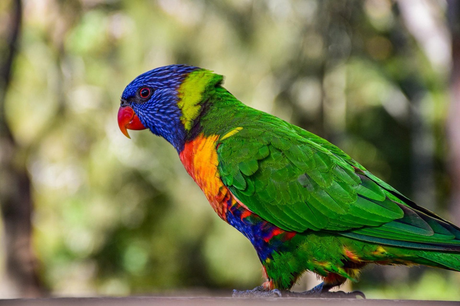 A rainbow lorikeet in Booderee National Park in Jervis Bay