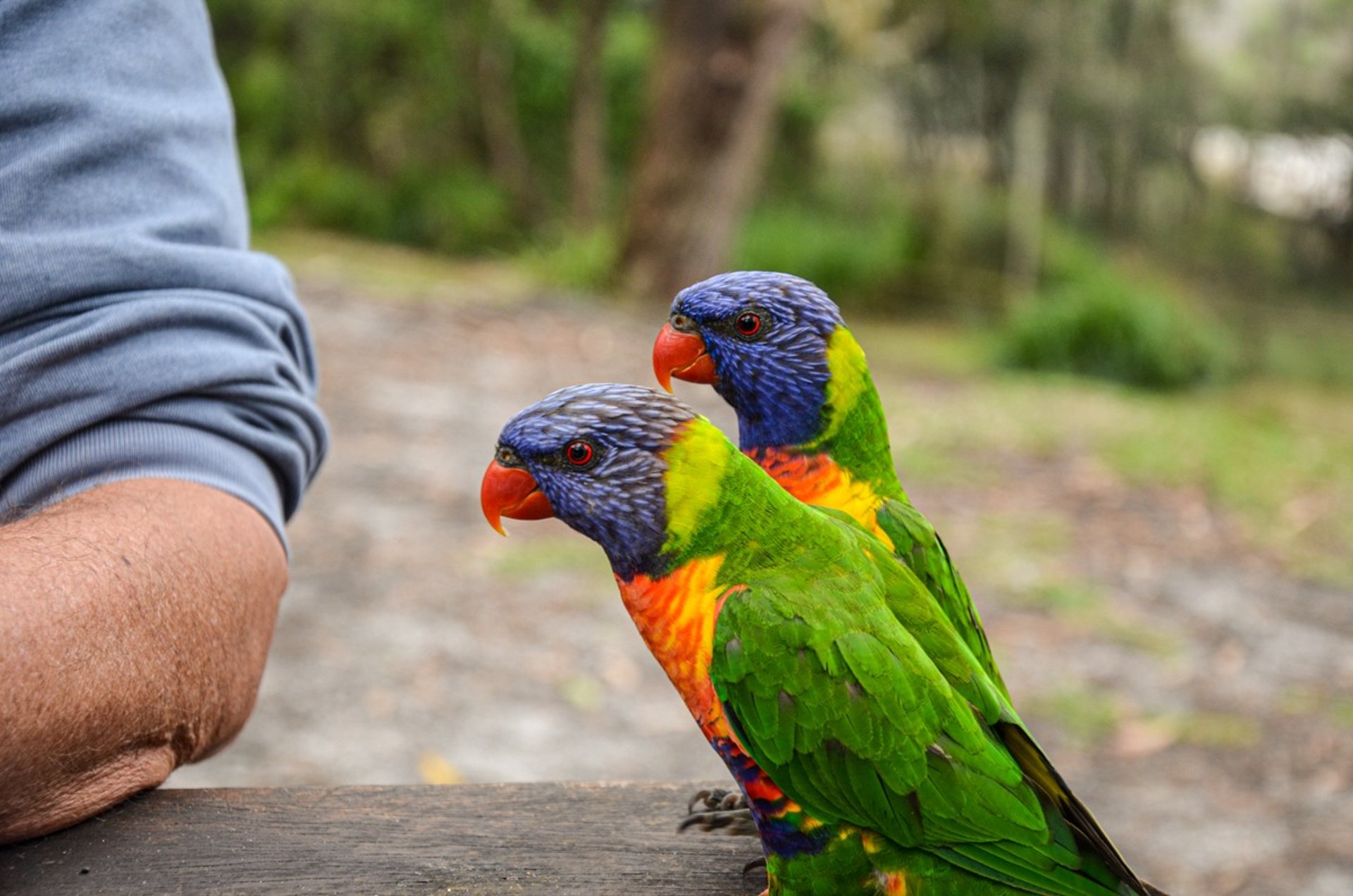 Rainbow lorikeets in Booderee National Park in Jervis Bay