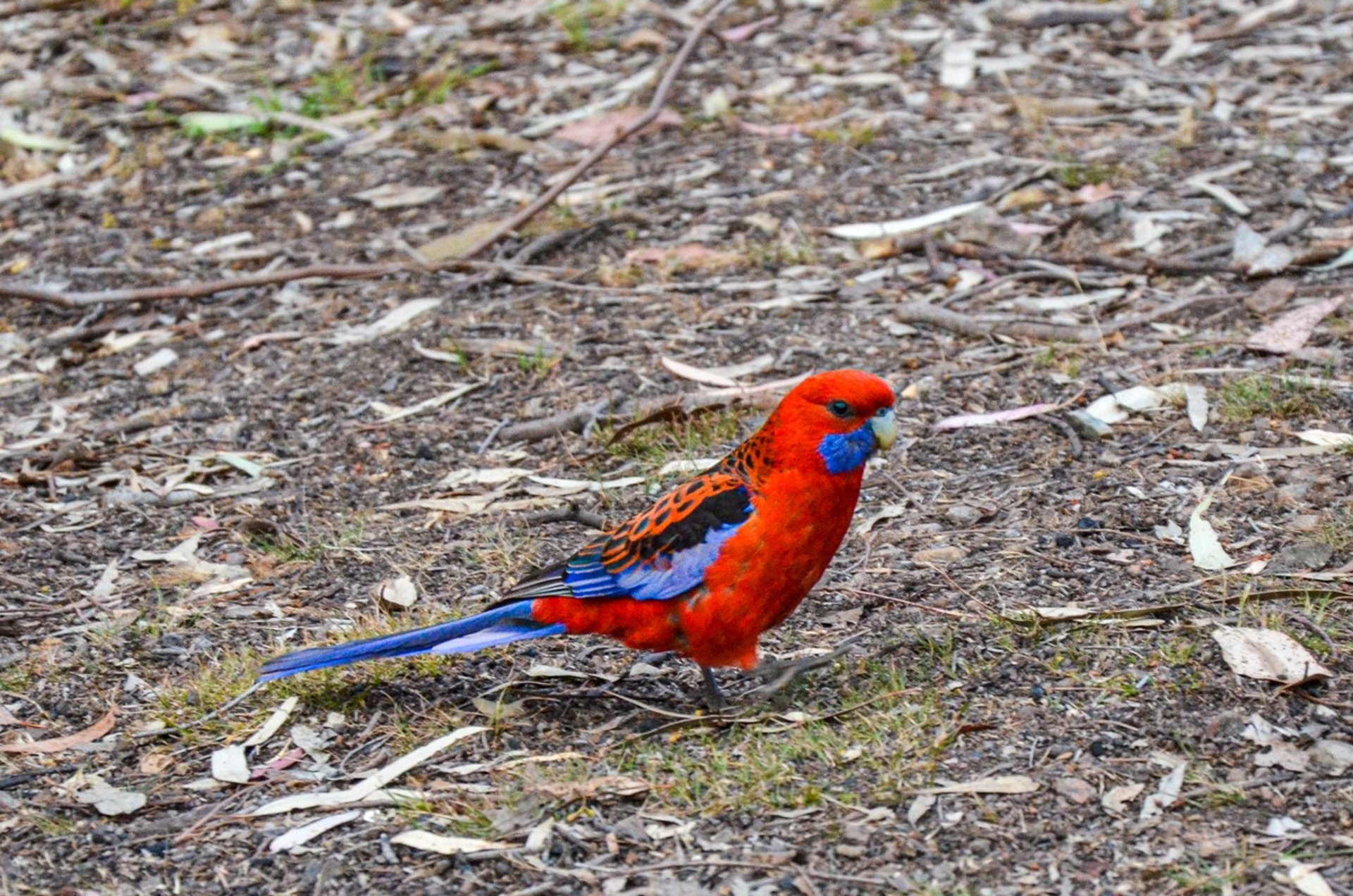 A crimson rosella at Lake Eildon