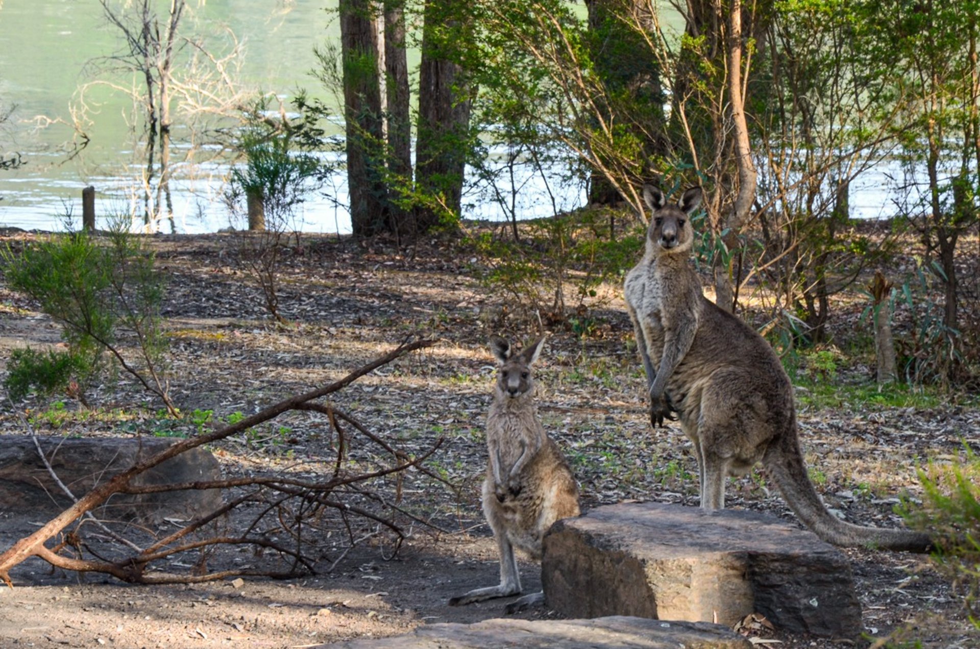 Kangaroos at Lakeside Campground on the shore of Lake Eildon