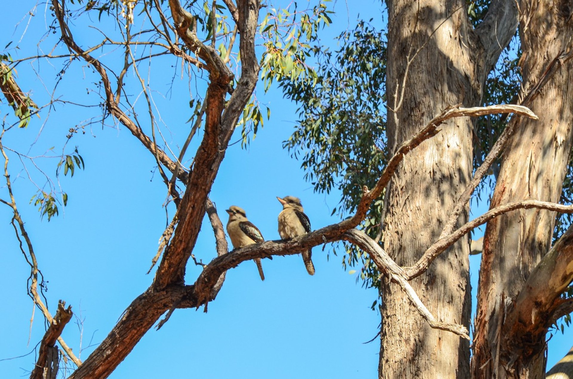 Kookaburras at Lakeside campground on the shore of Lake Eildon