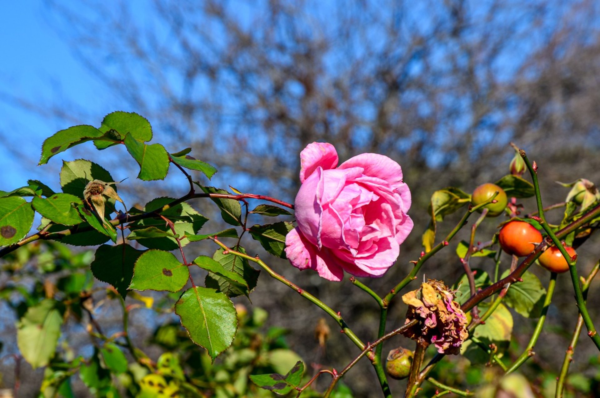 The St Kilda Botanic Gardens in Melbourne