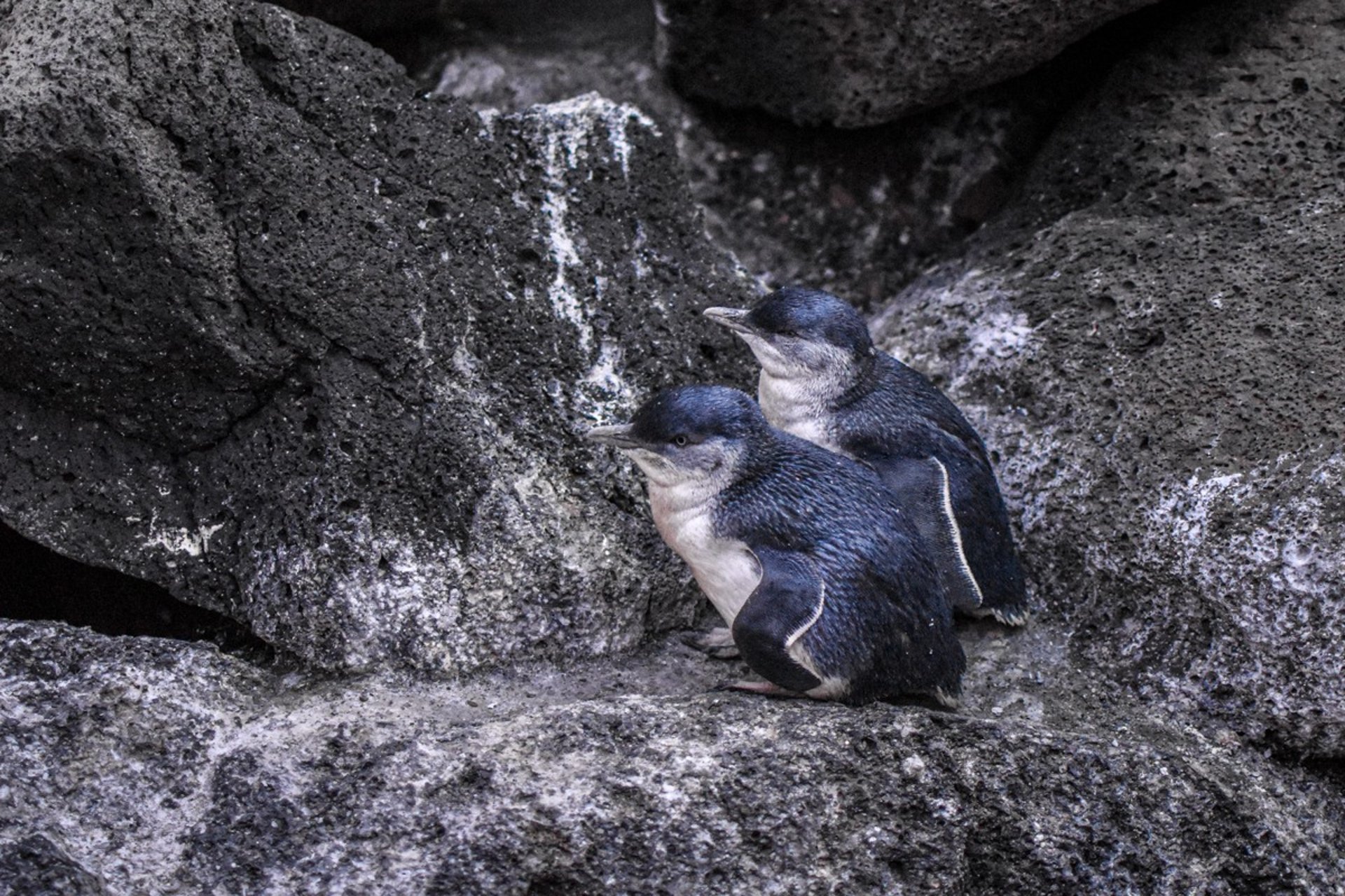 Penguins in St Kilda, Melbourne
