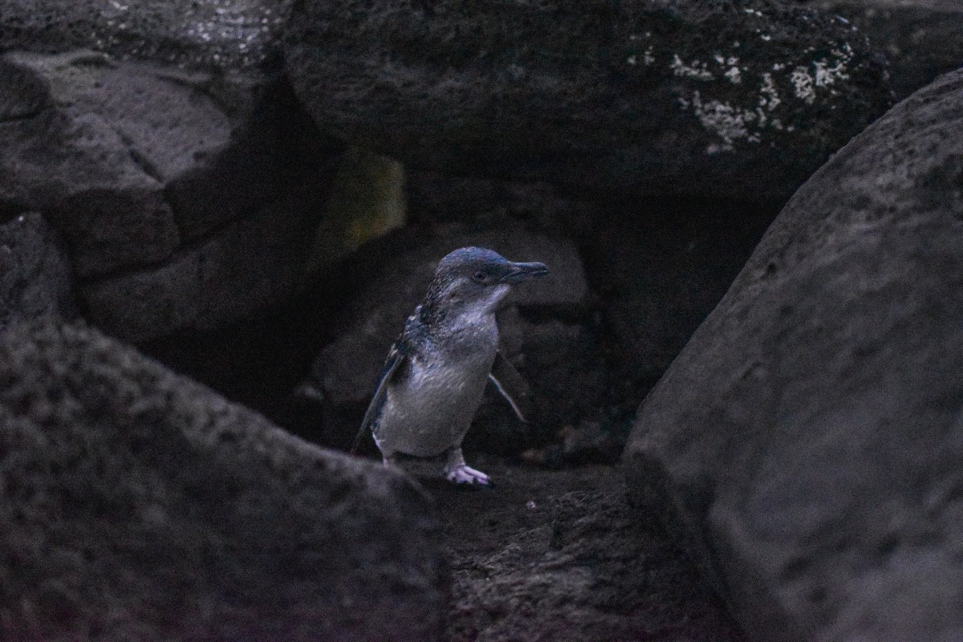 A Penguin in St Kilda, Melbourne