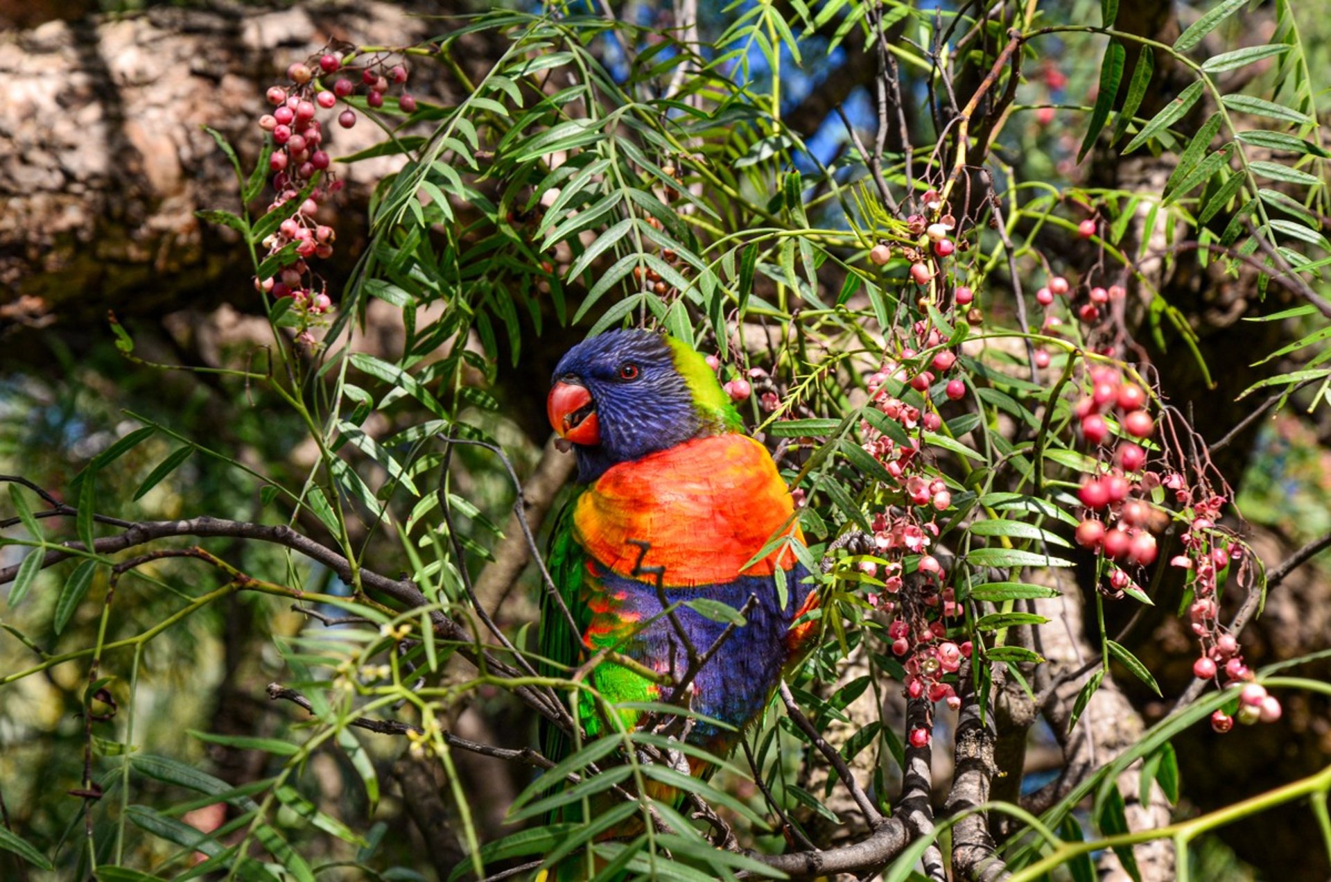 A rainbow lorikeet in the Yarra Bend Park in Melbourne