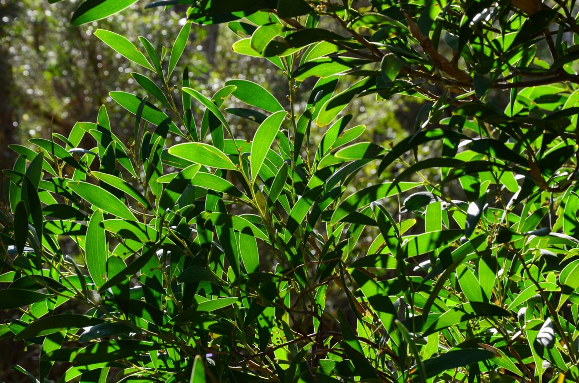 Eucalyptus foliage at Organ Pipes National Park