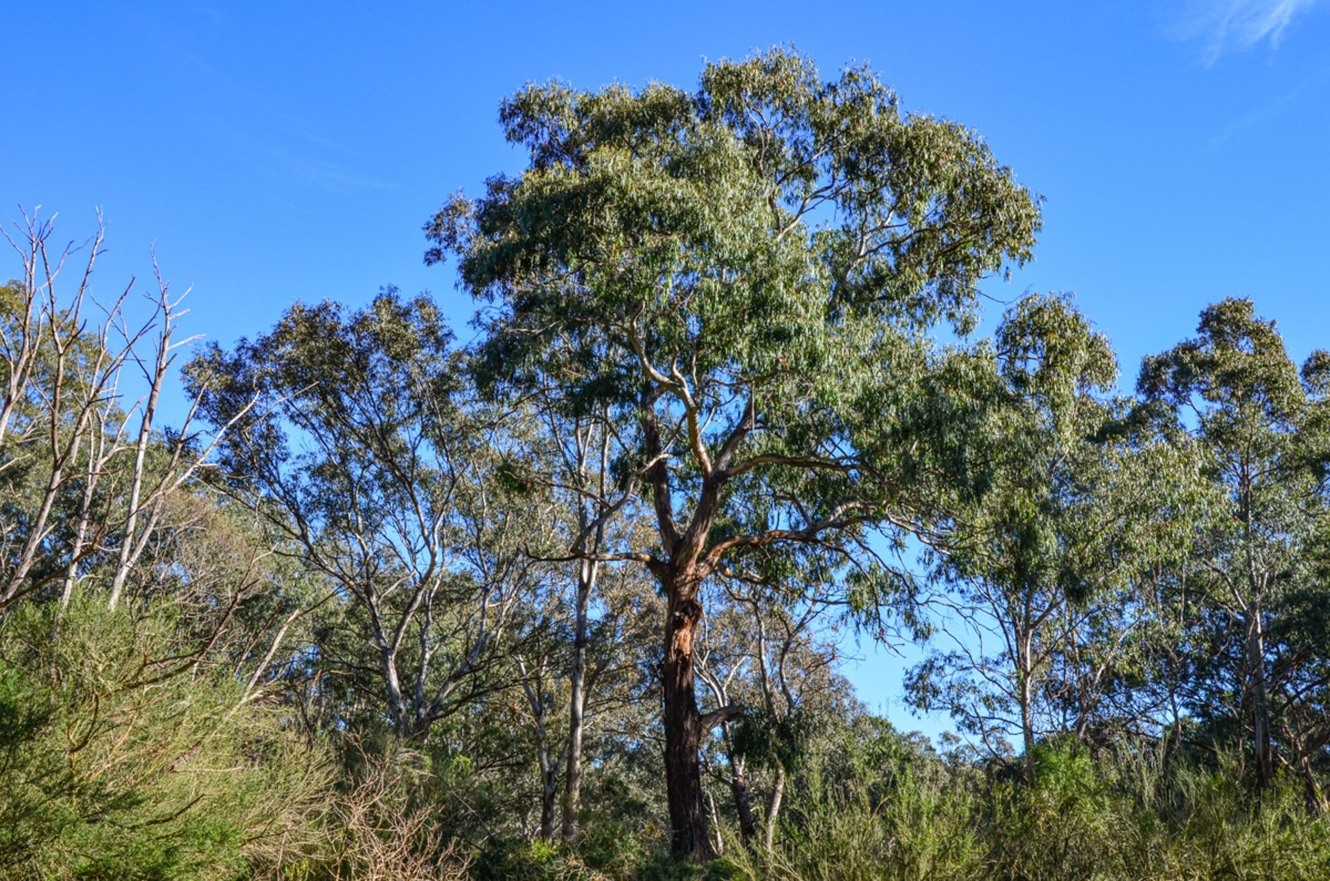 Eucalyptus at Organ Pipes National Park
