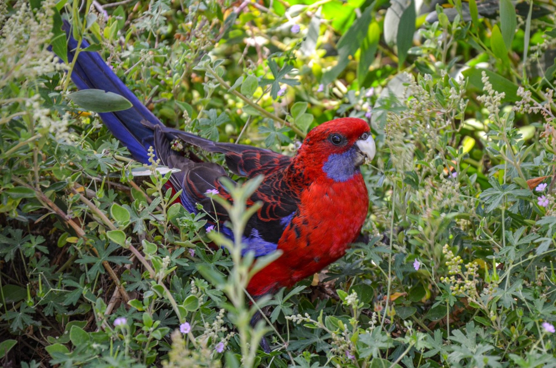 A crimson rosella in Wilsons Promontory National Park