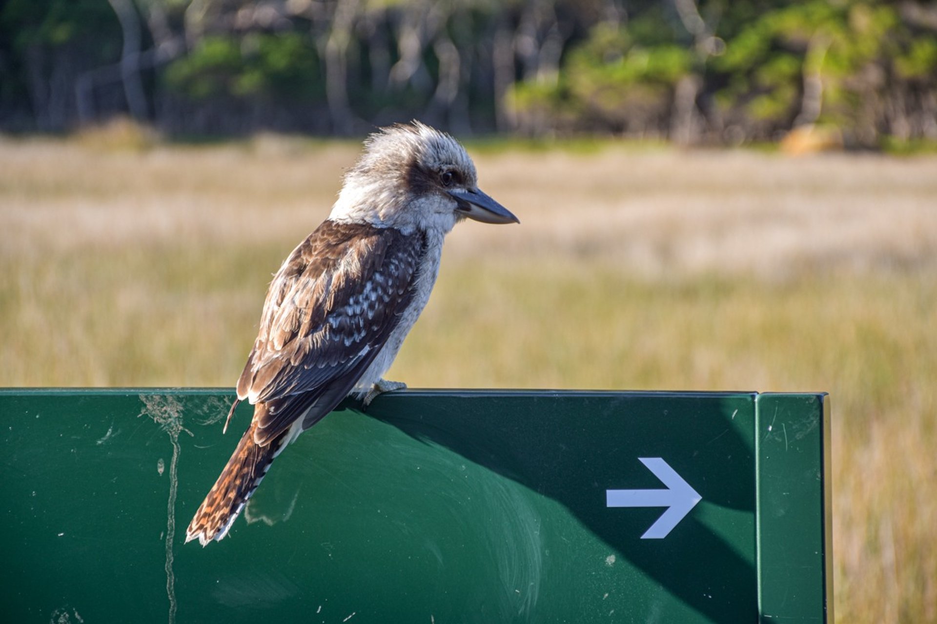 A kookaburra at Wilsons Promontory National Park