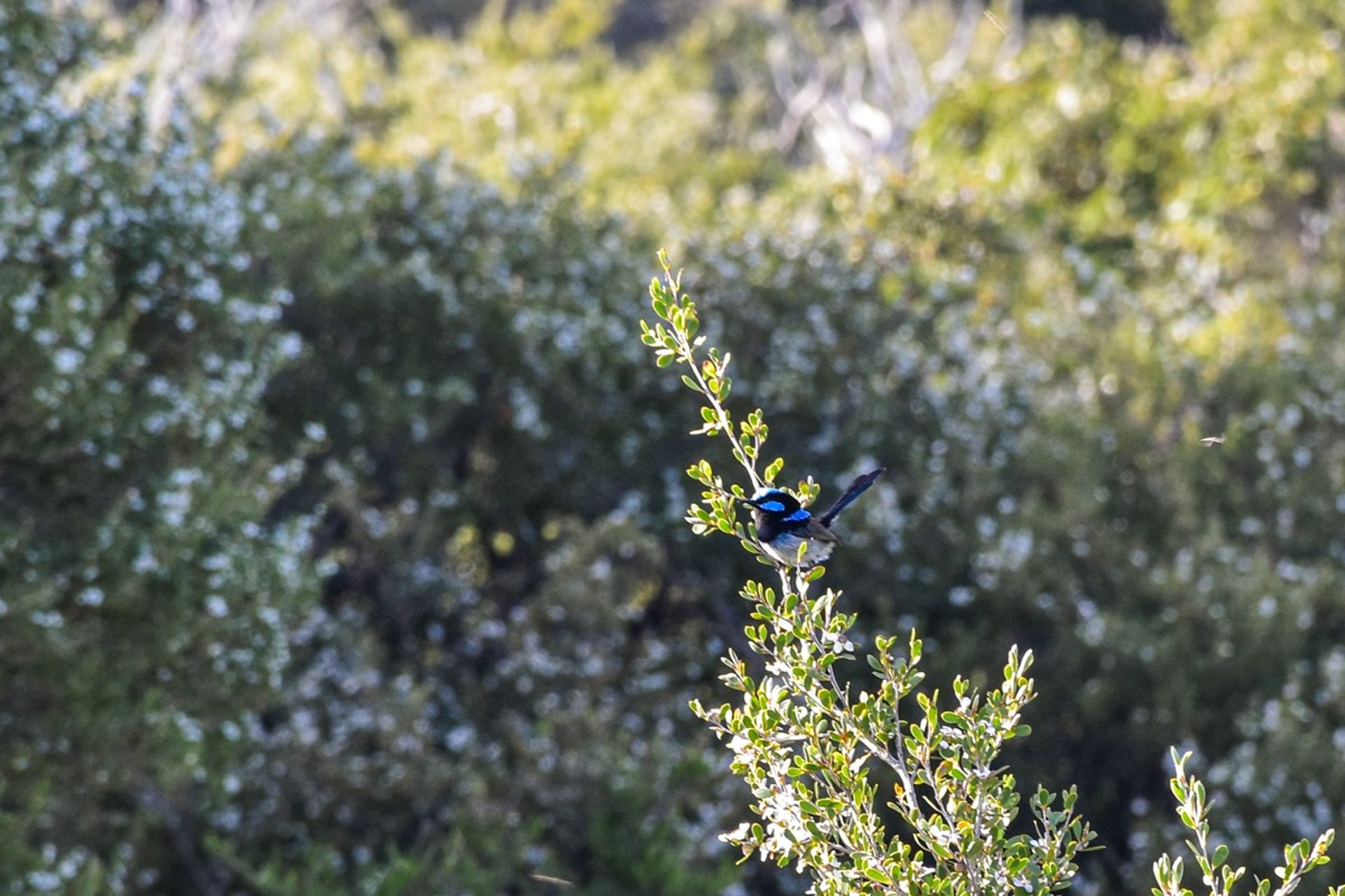 A superb fairywren at Wilsons Promontory National Park