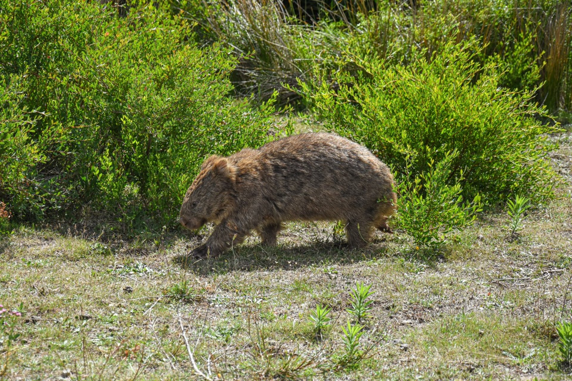 A wombat in Wilsons Promontory National Park