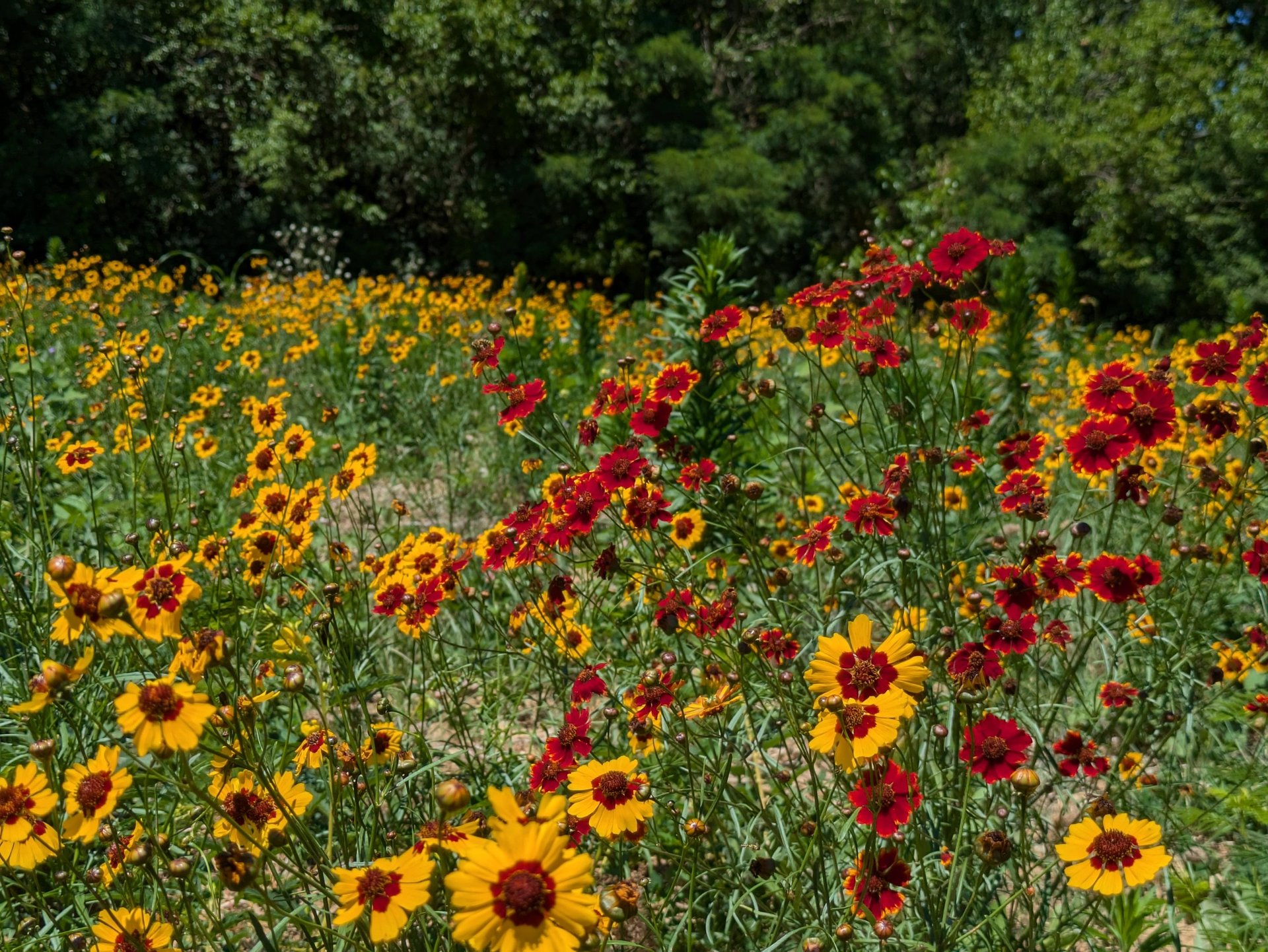 A field of deep yellow and red flowers