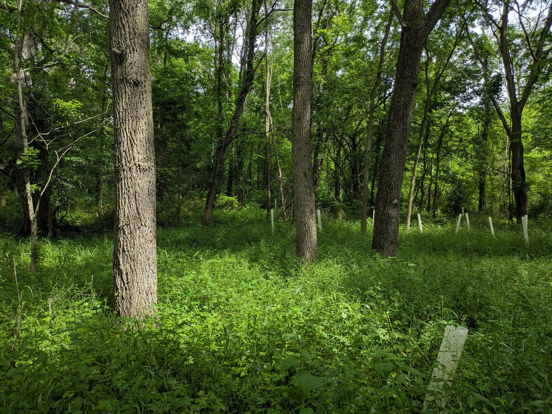 A forest regrowing after removal of invasive honeysuckle
