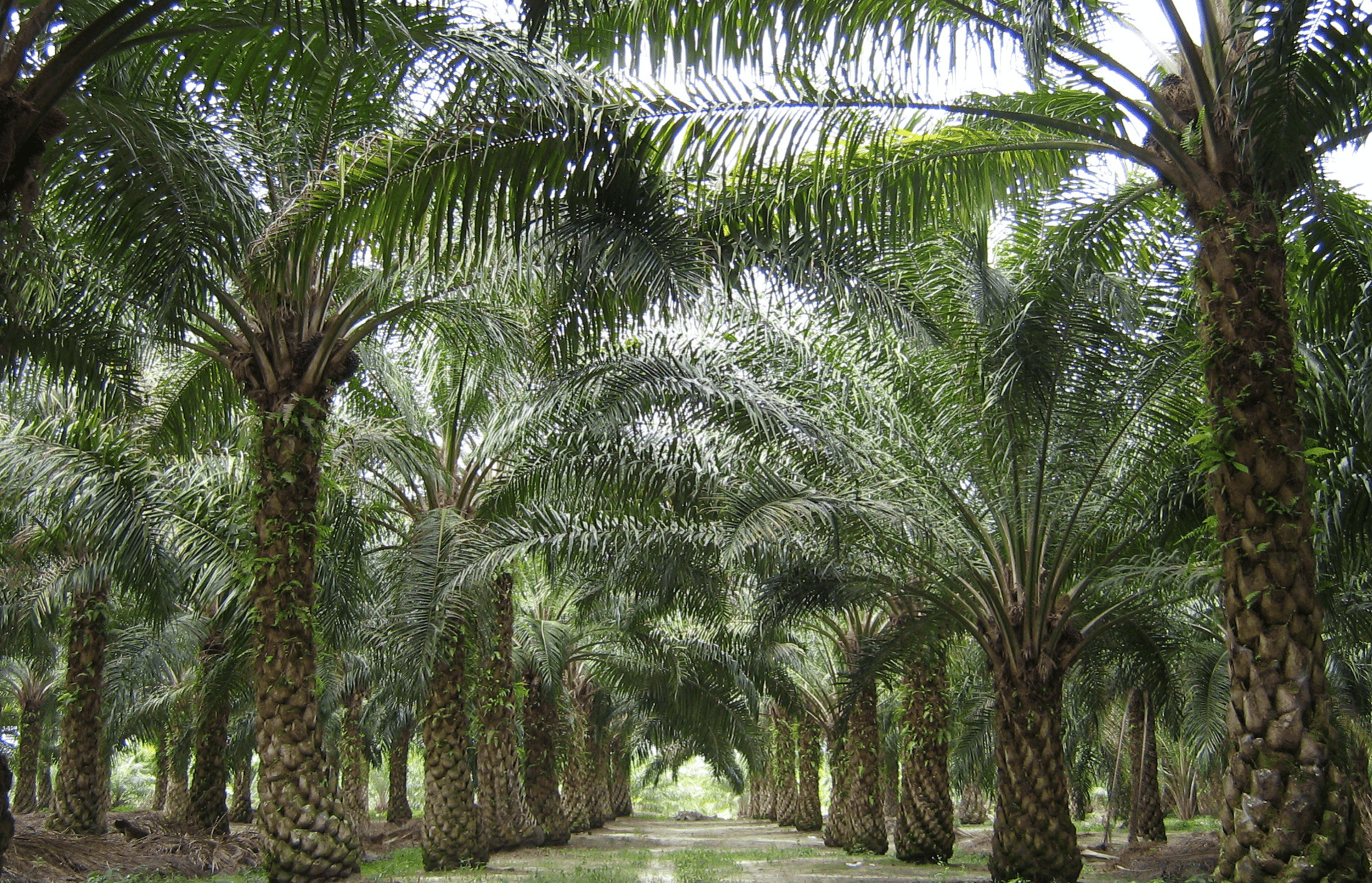 a close up of a black and brown abstract painting