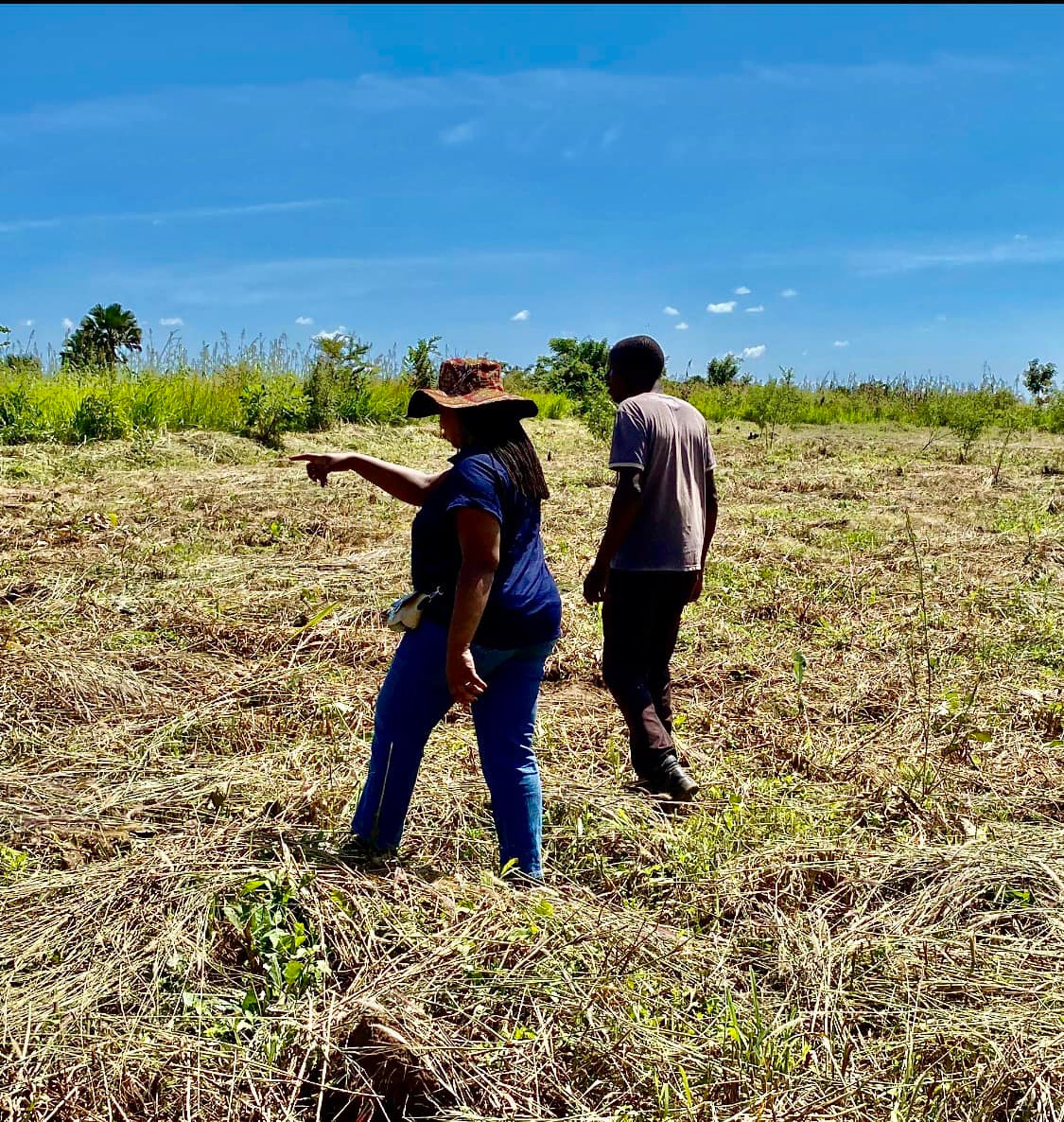 green leafed trees surrounded by grass