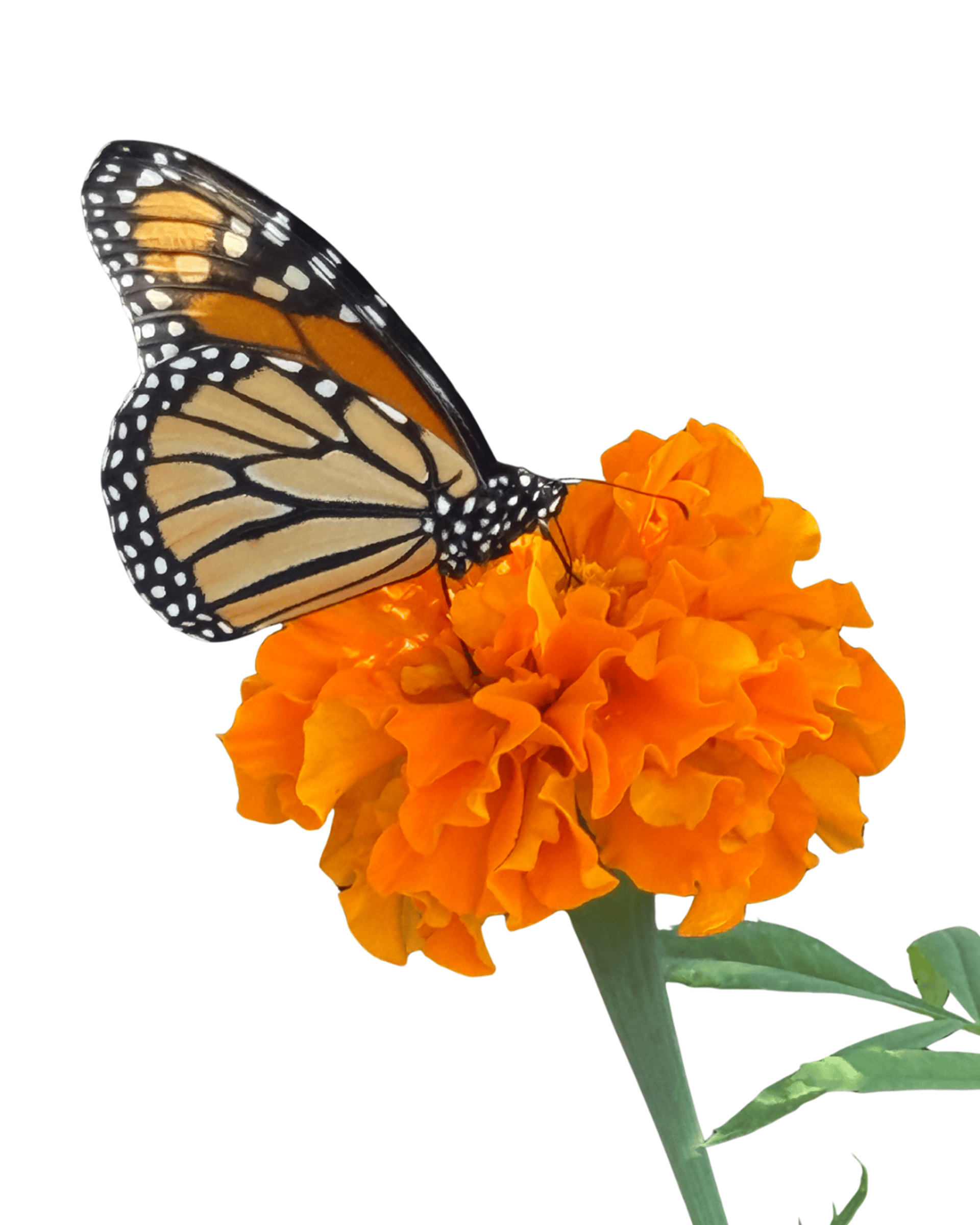 body of water during golden hour