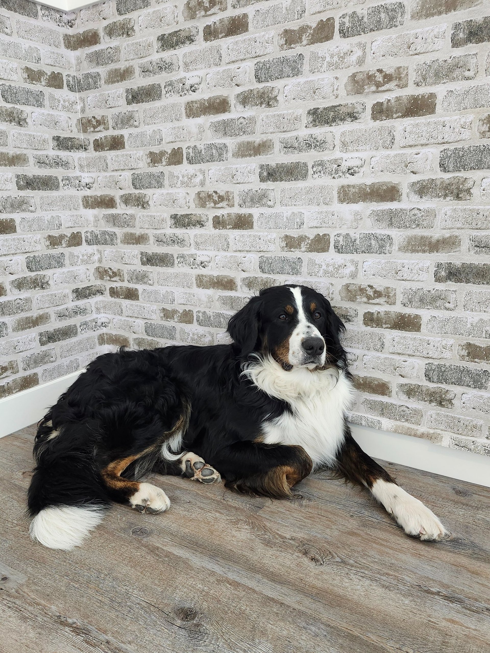 Bernedoodle dog laying on floor against a brick wall