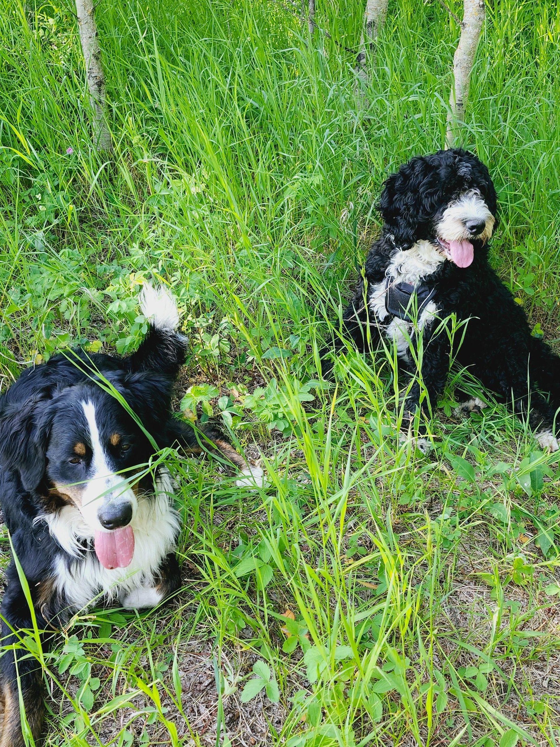 two dods laying in the tall green grass