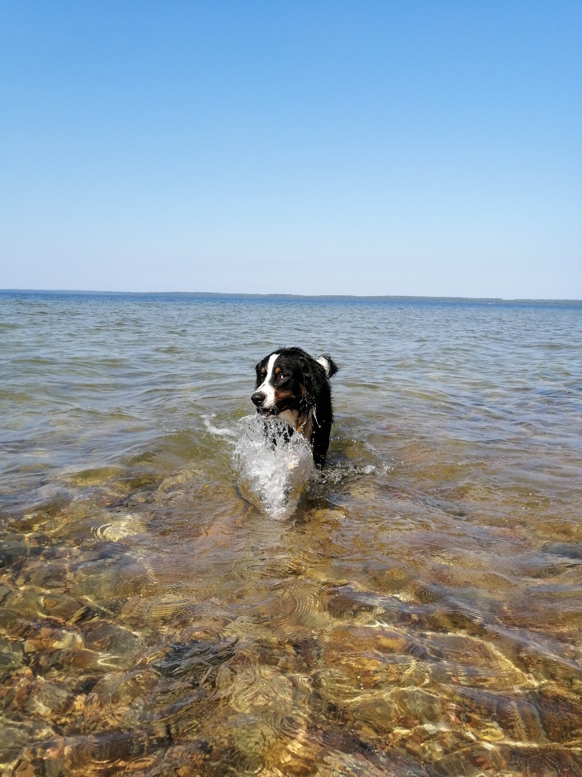Dog splashing in the water