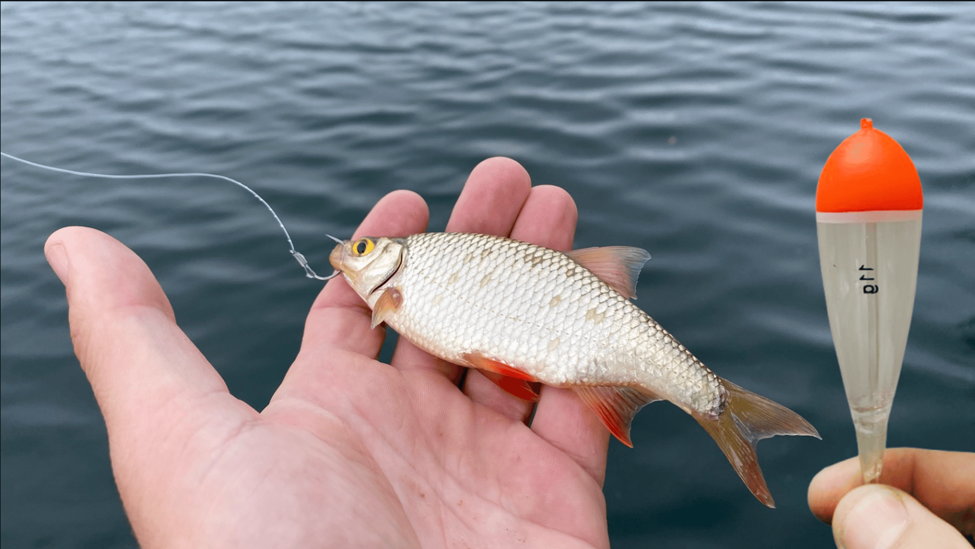 Un pêcheur tient un petit poisson accroché à un hameçon, prêt à être utilisé comme vif, avec un bouchon de pêche flottant vis