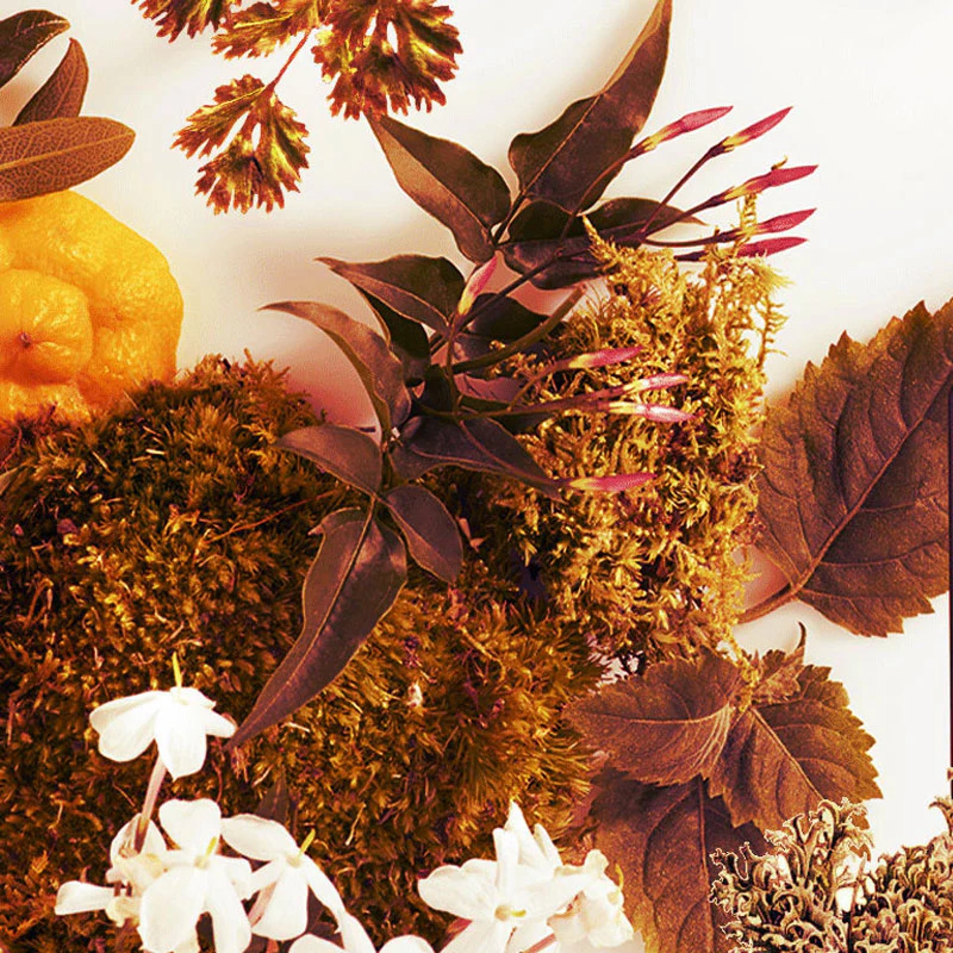 Chypre Ingredients