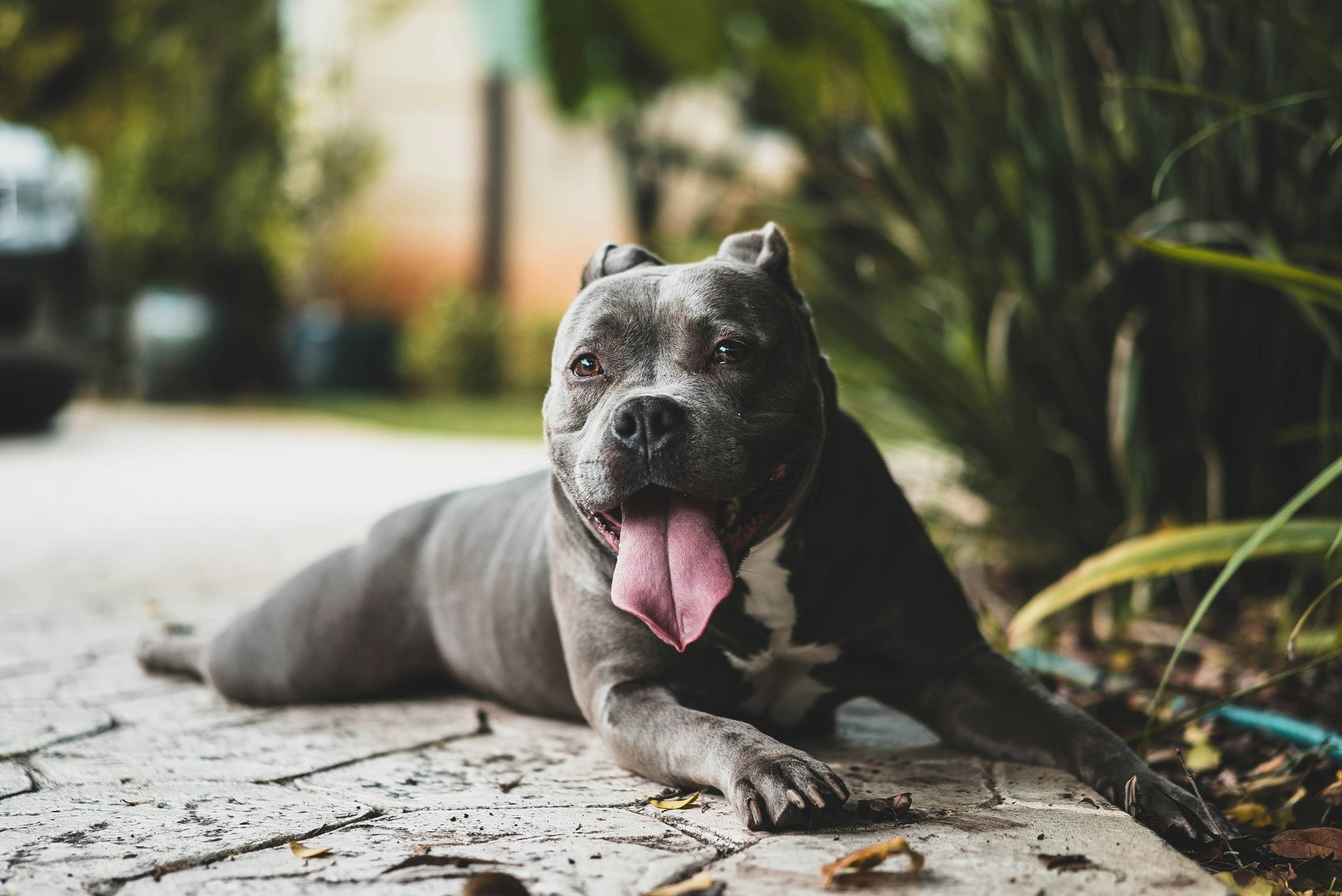 a dog laying on the ground with a ball in its mouth