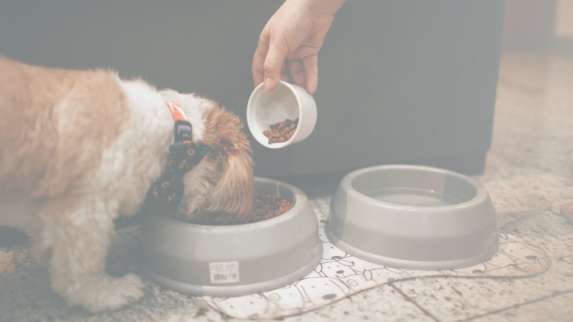 brown tabby cat on white textile