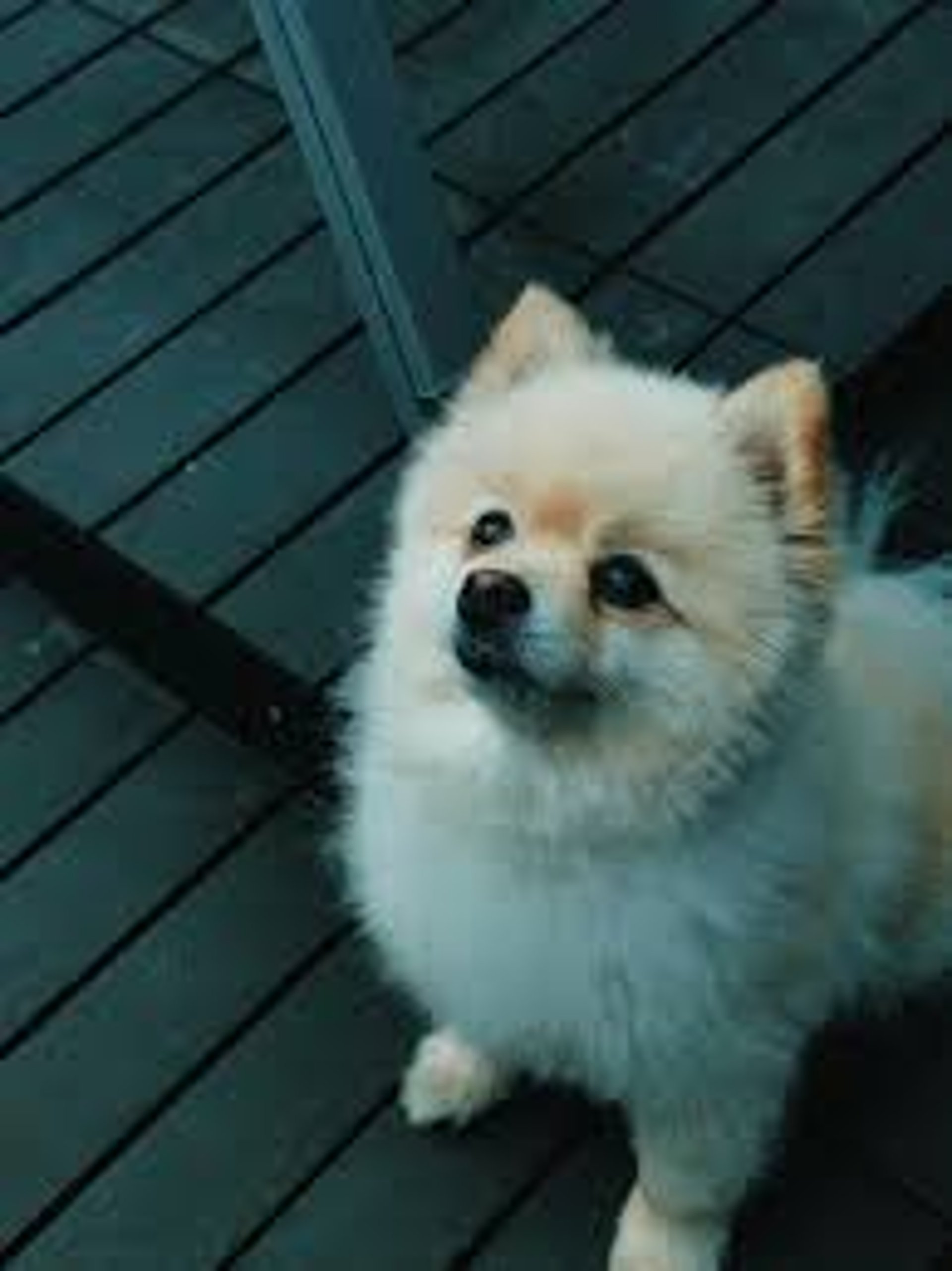 a small white dog standing on top of a lush green field
