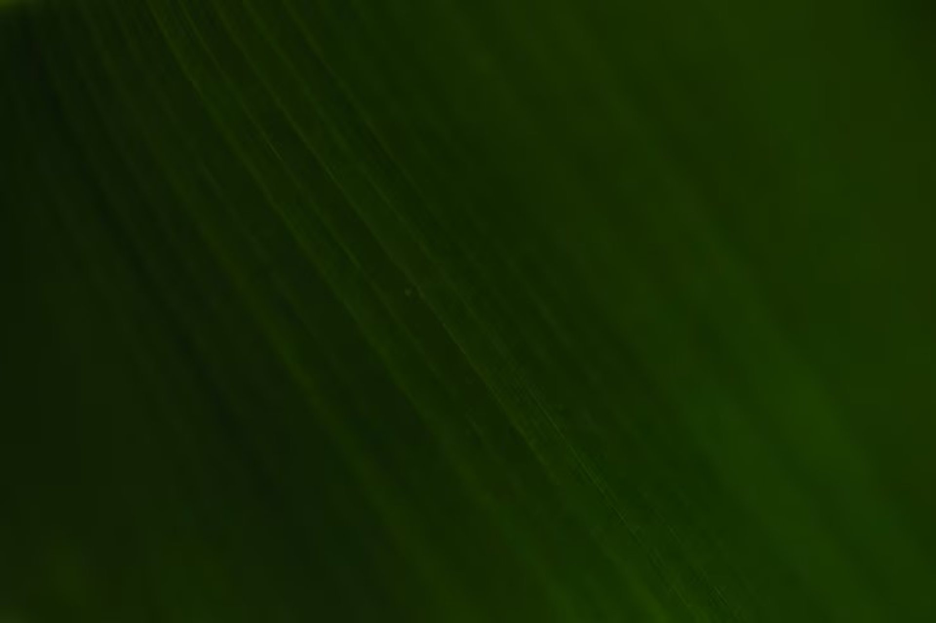 A pile of green peppers sitting next to each other