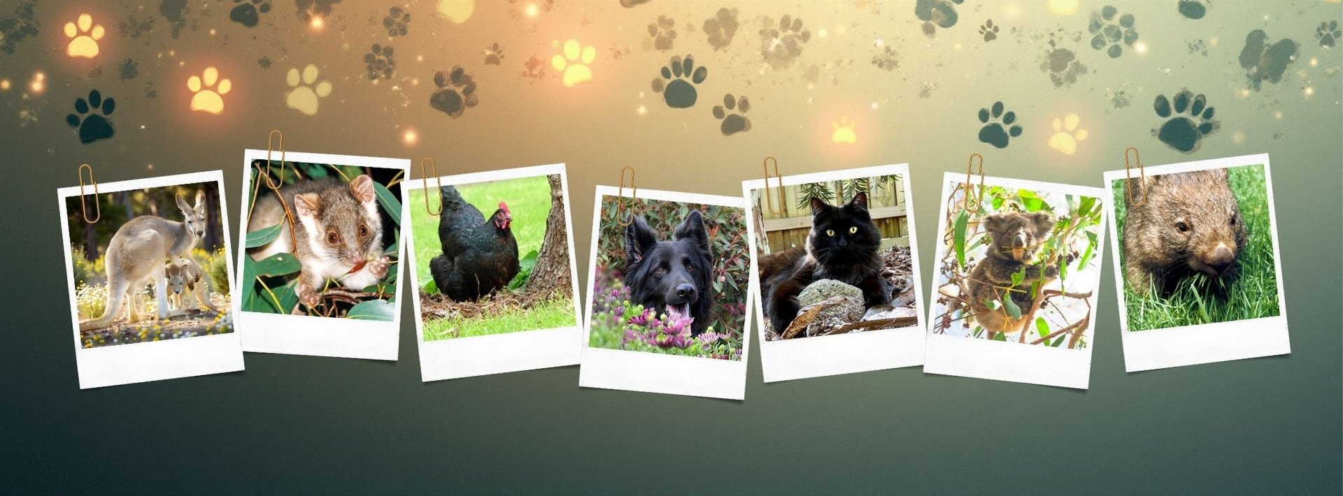 a close up of a white bird with blue eyes