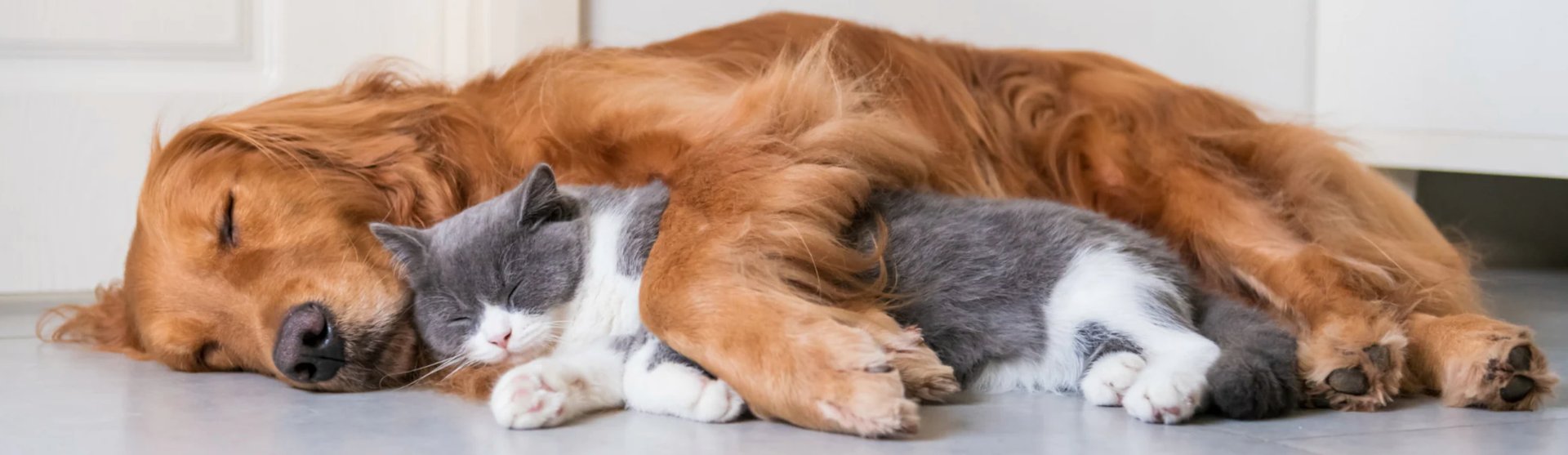 short-haired black and white cat