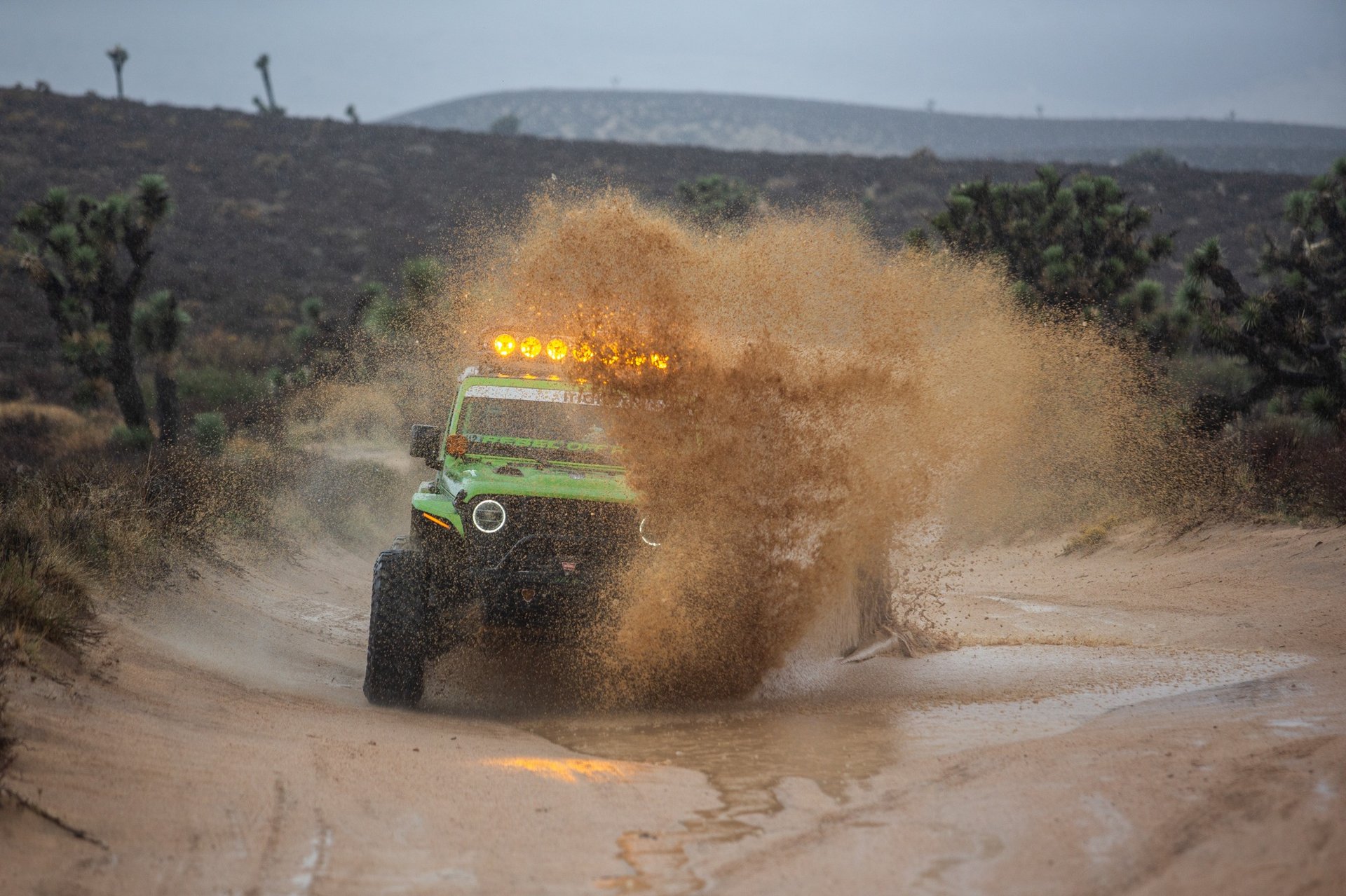 purple and green grass on gray sand