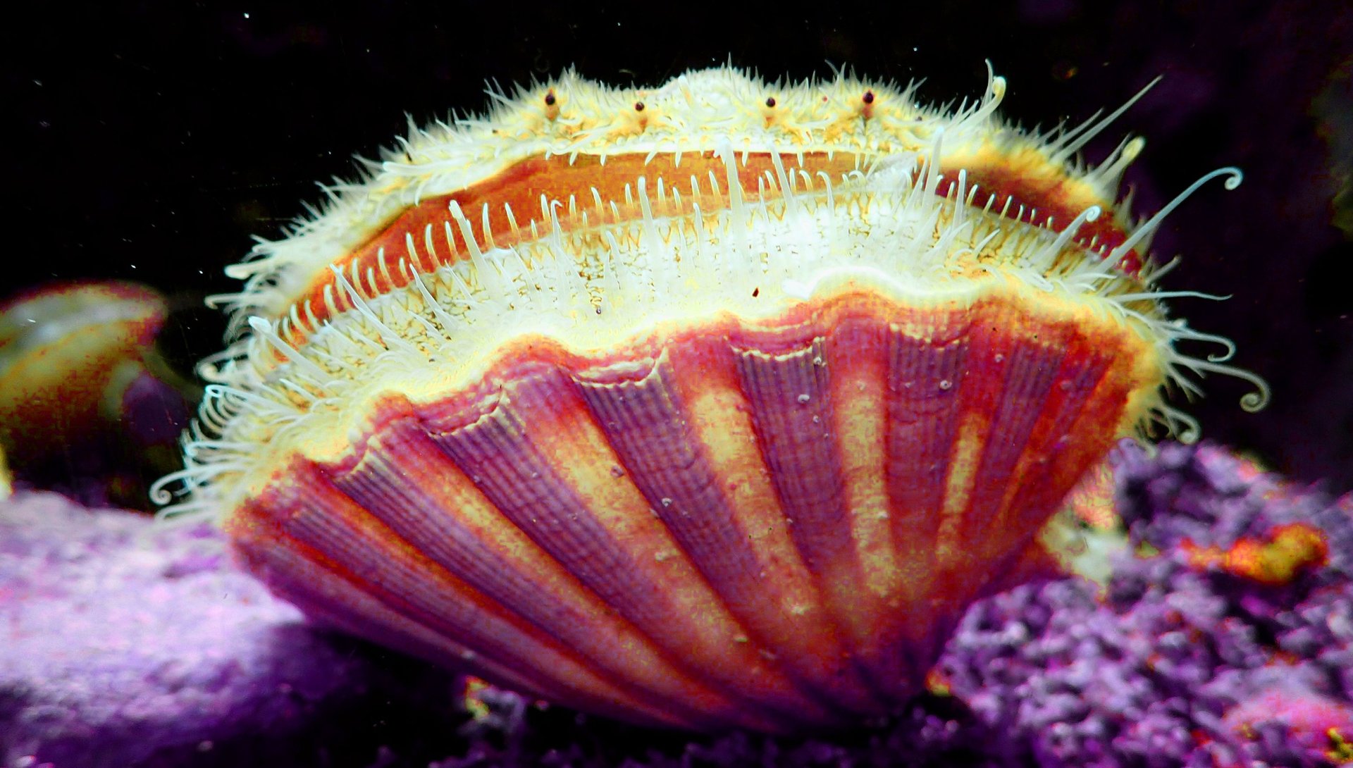 black and white bed linen