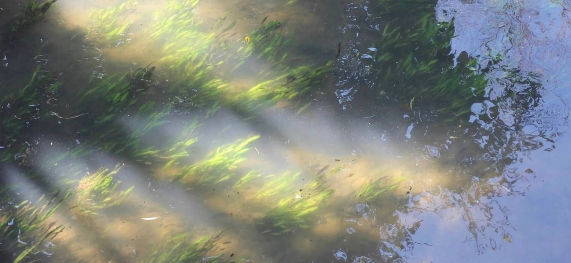 woman in white and brown dress standing on green grass during night time