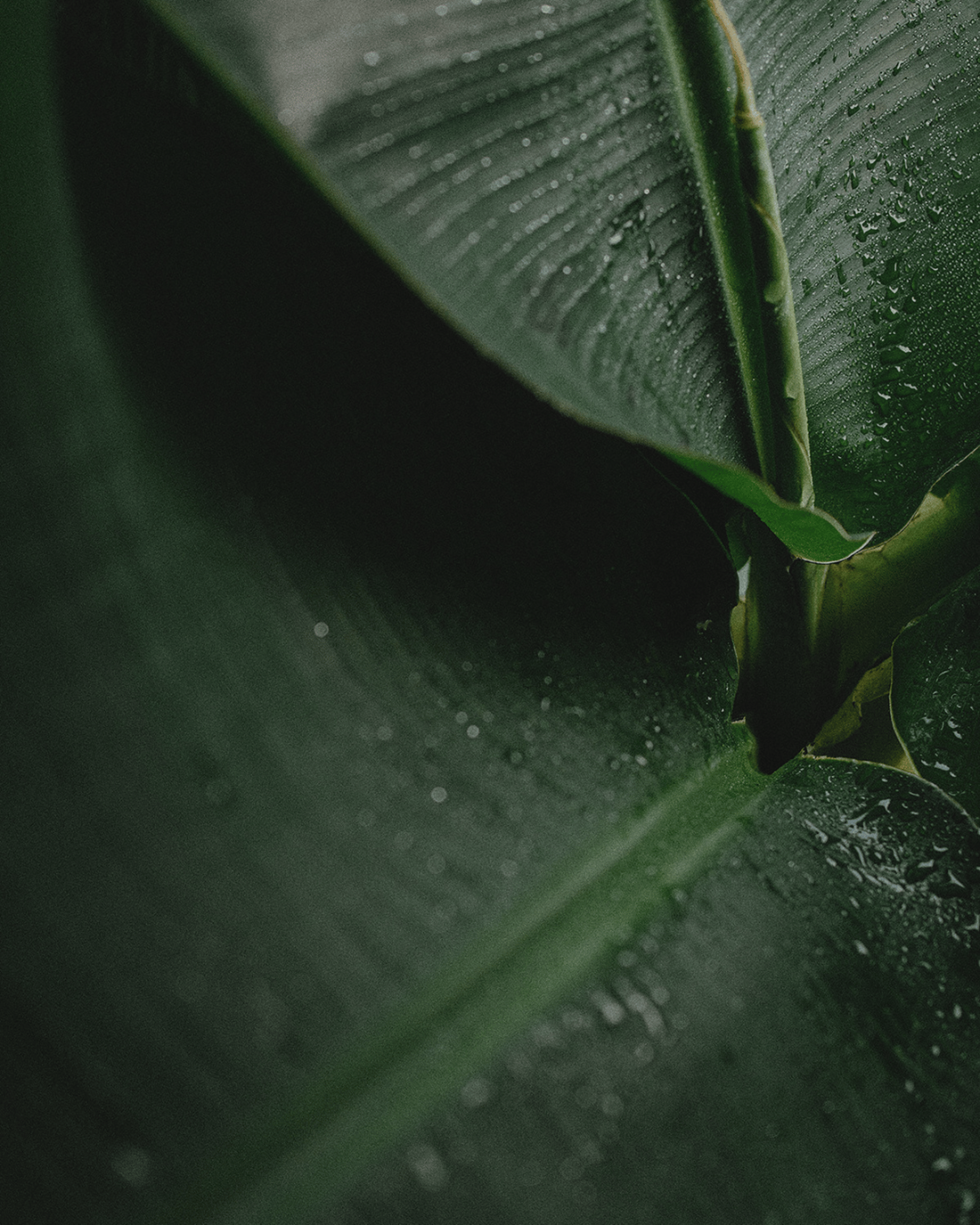 white statue of woman beside green plant