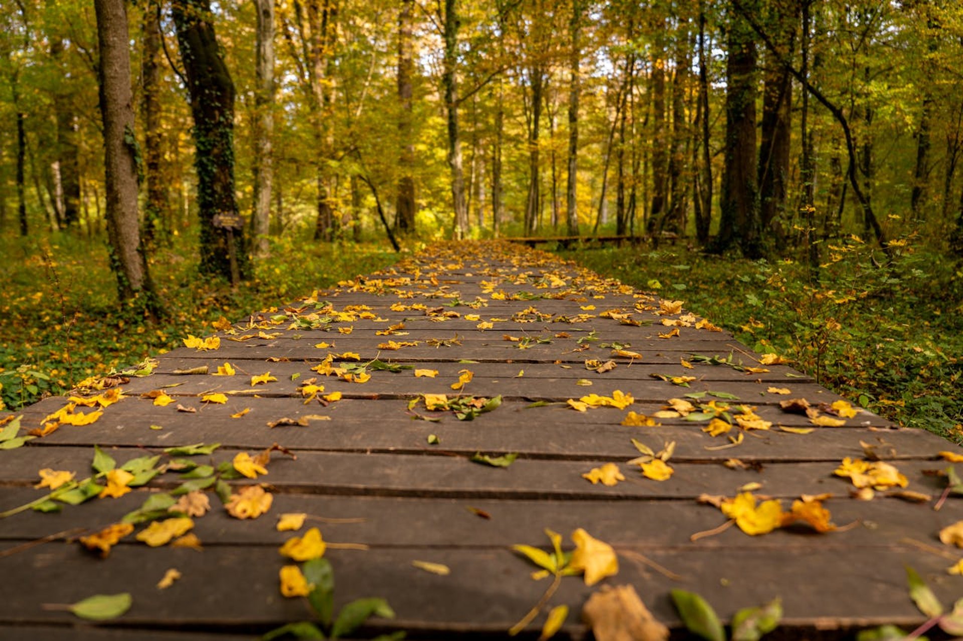 black and brown leather padded tub sofa