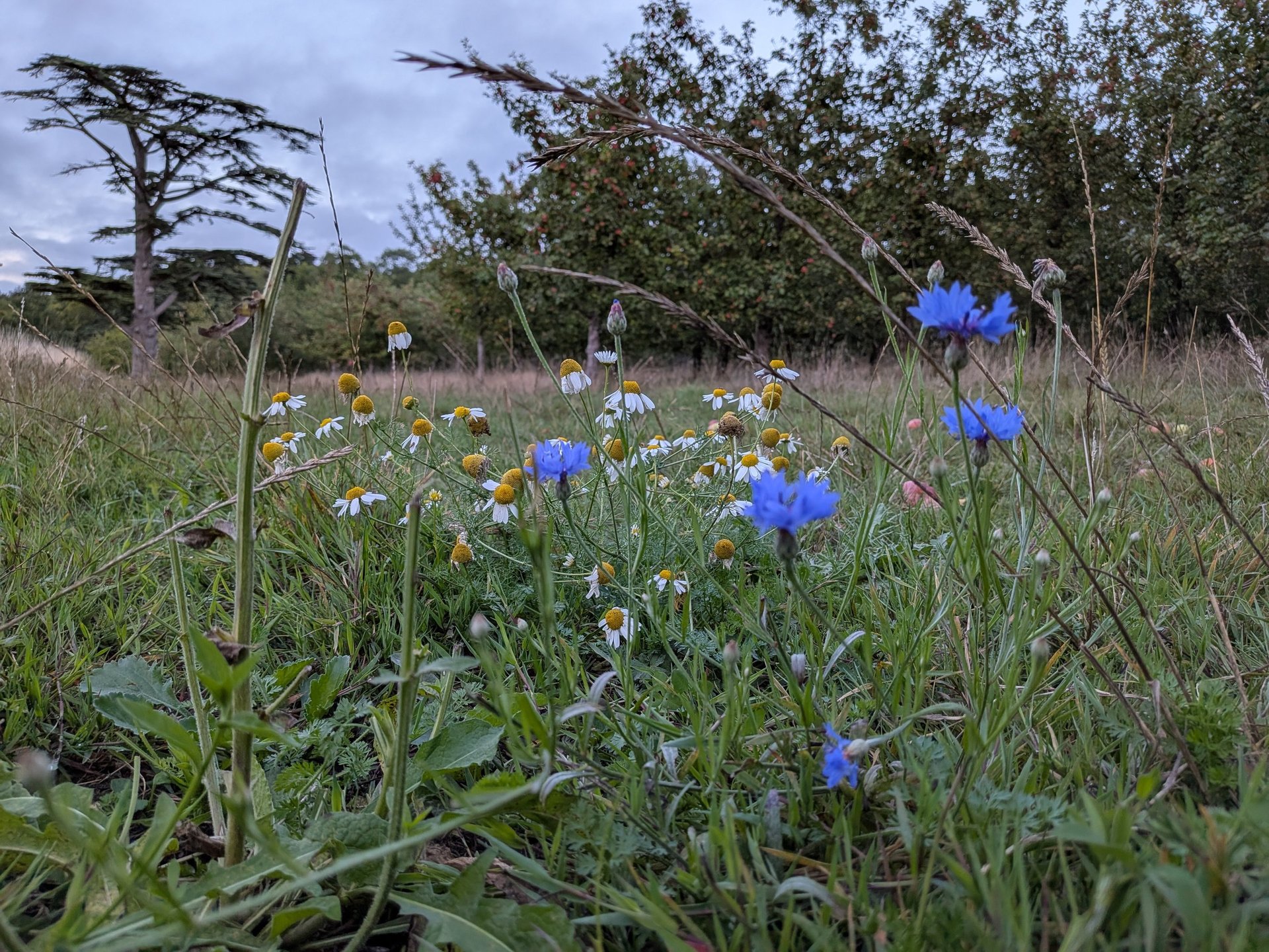 woman wearing yellow long-sleeved dress under white clouds and blue sky during daytime