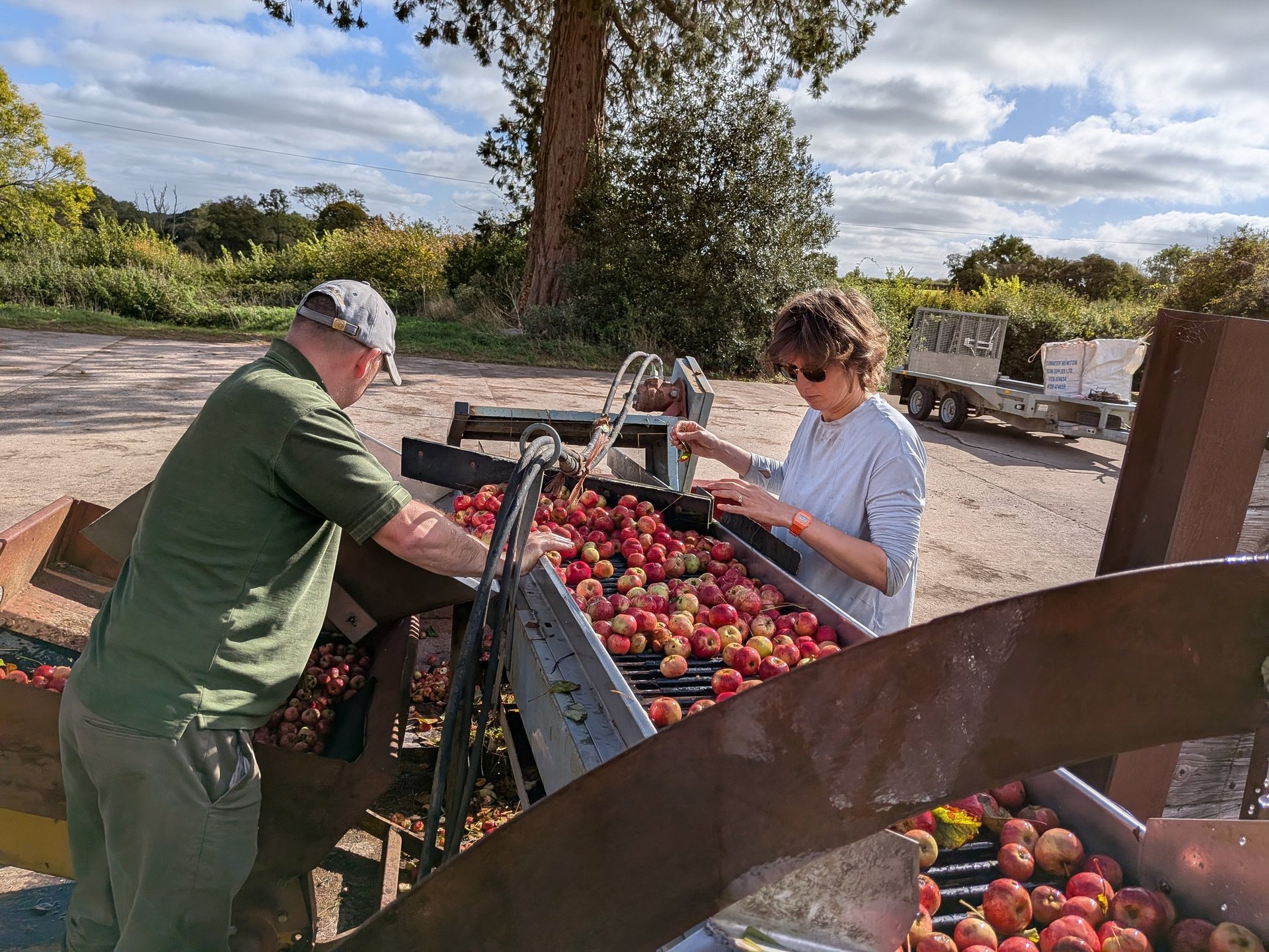 white egg on brown egg tray
