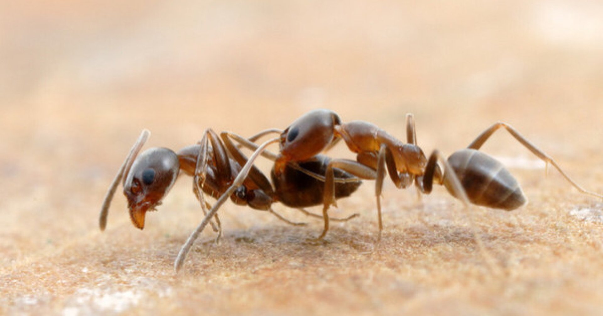 Ant control in Menifee, Murrieta, and Temecula Footprint Pest Management