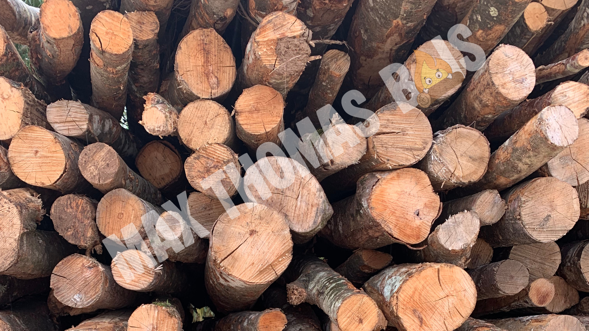 Forest during daytime