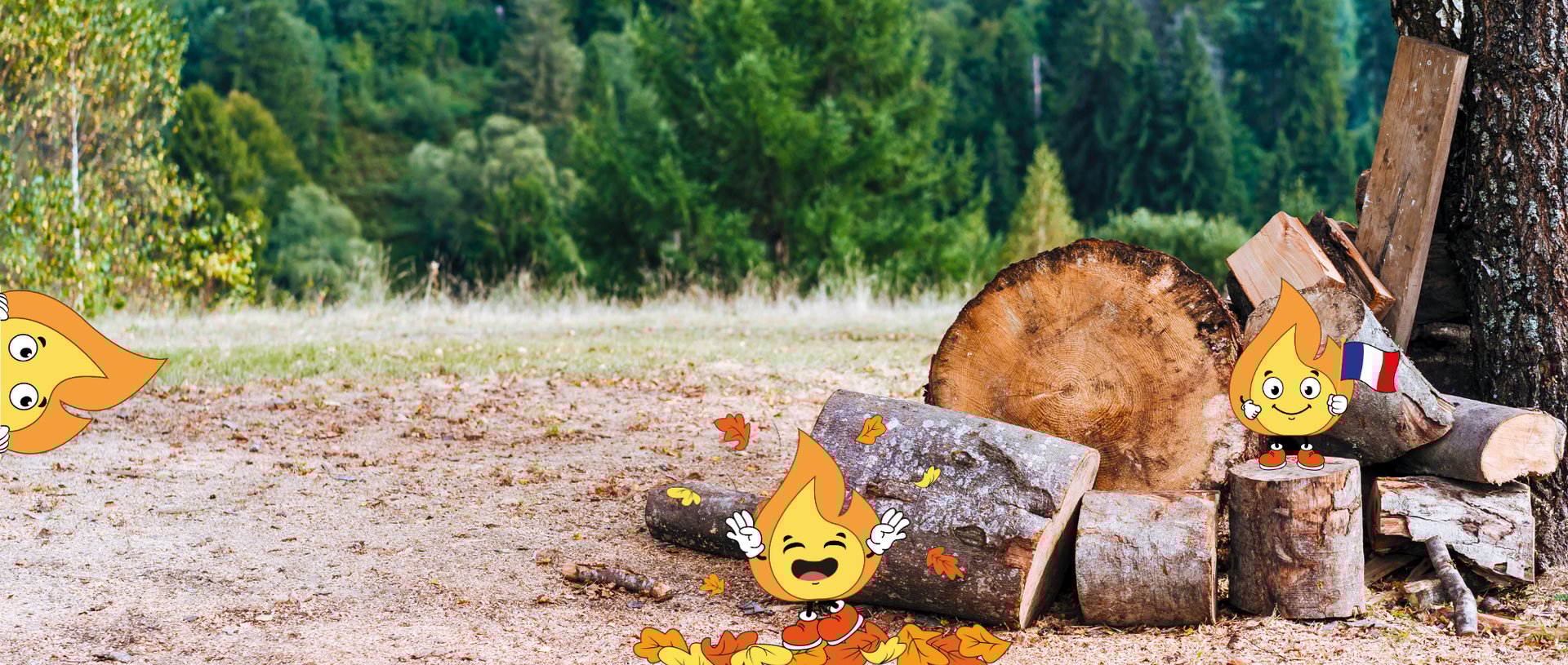 Forest during daytime