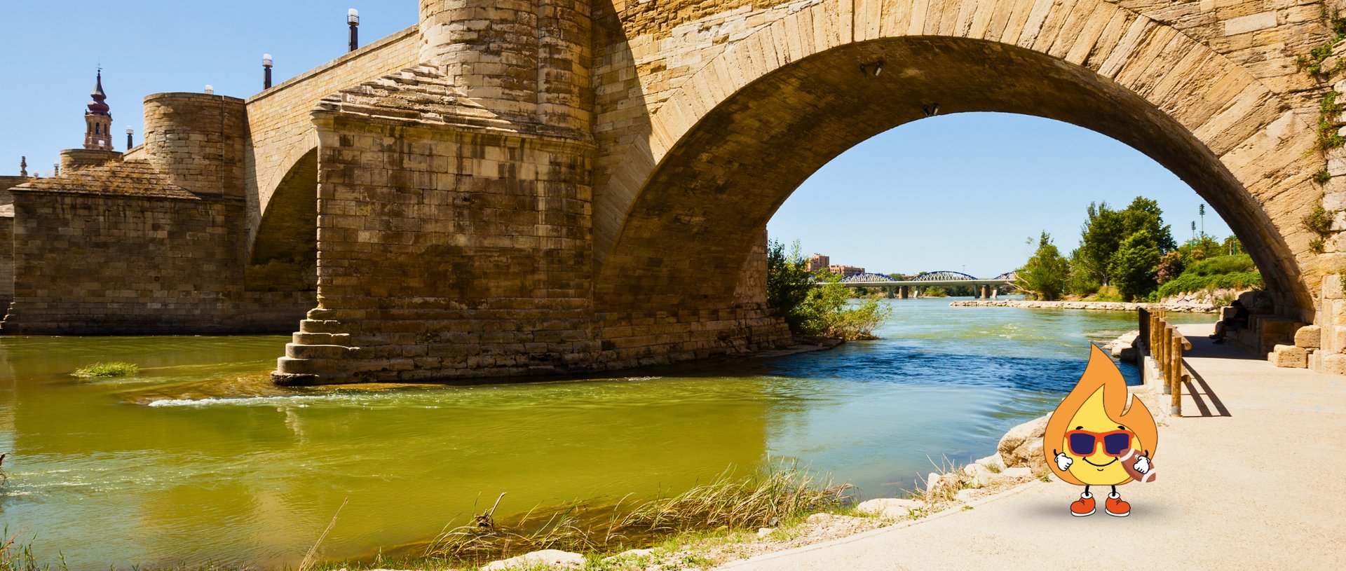 Forest during daytime
