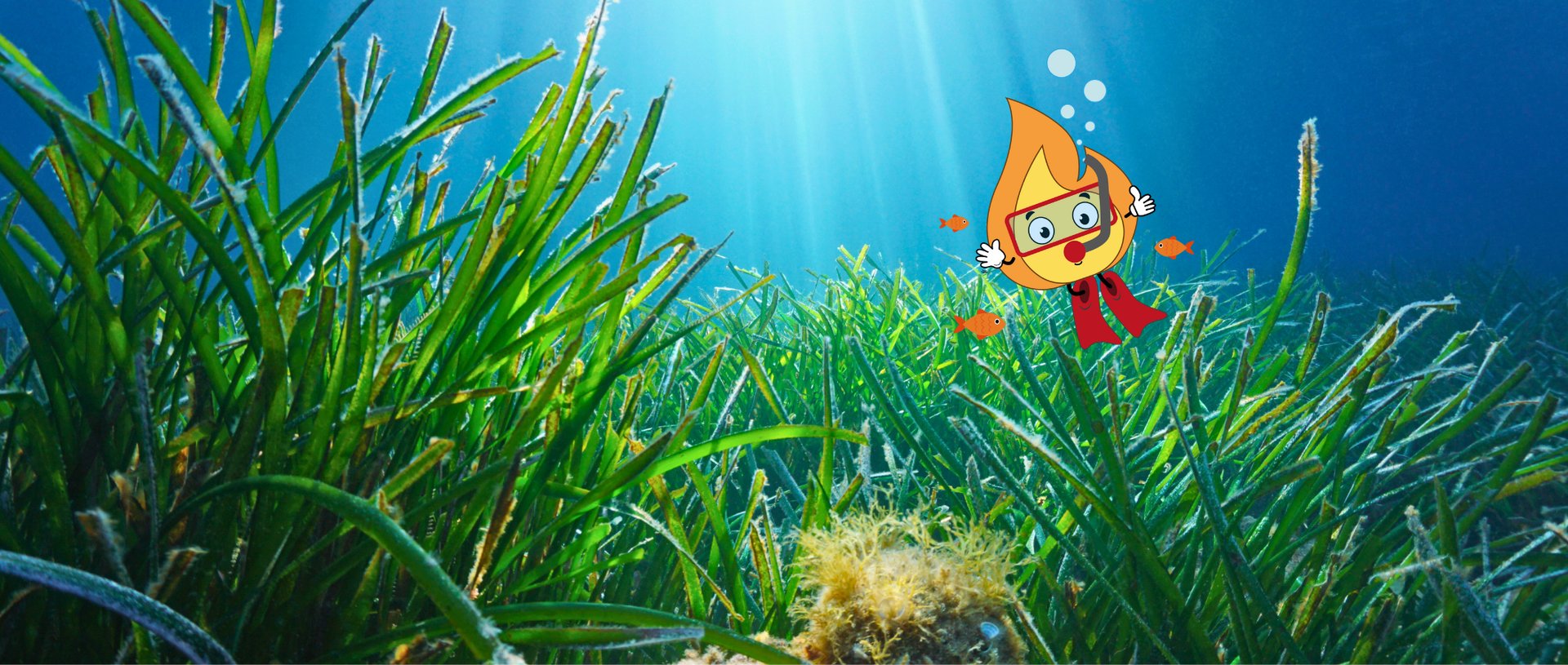 Forest during daytime