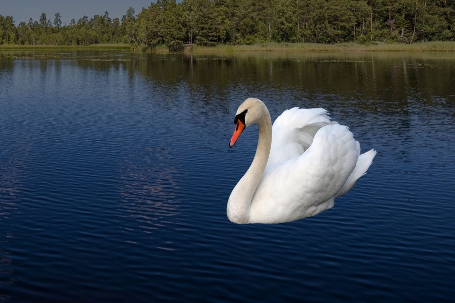 black and white bed linen