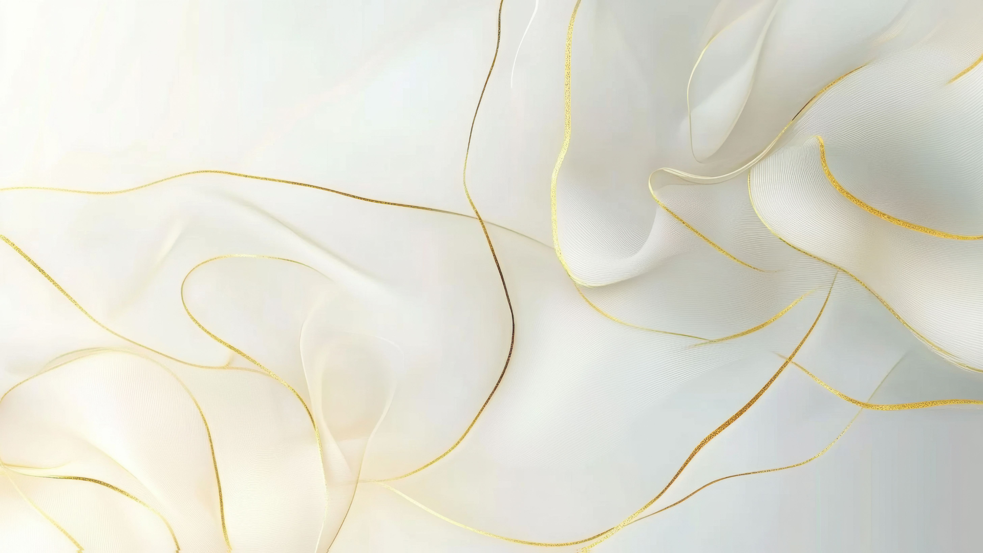 a white rose with a yellow center