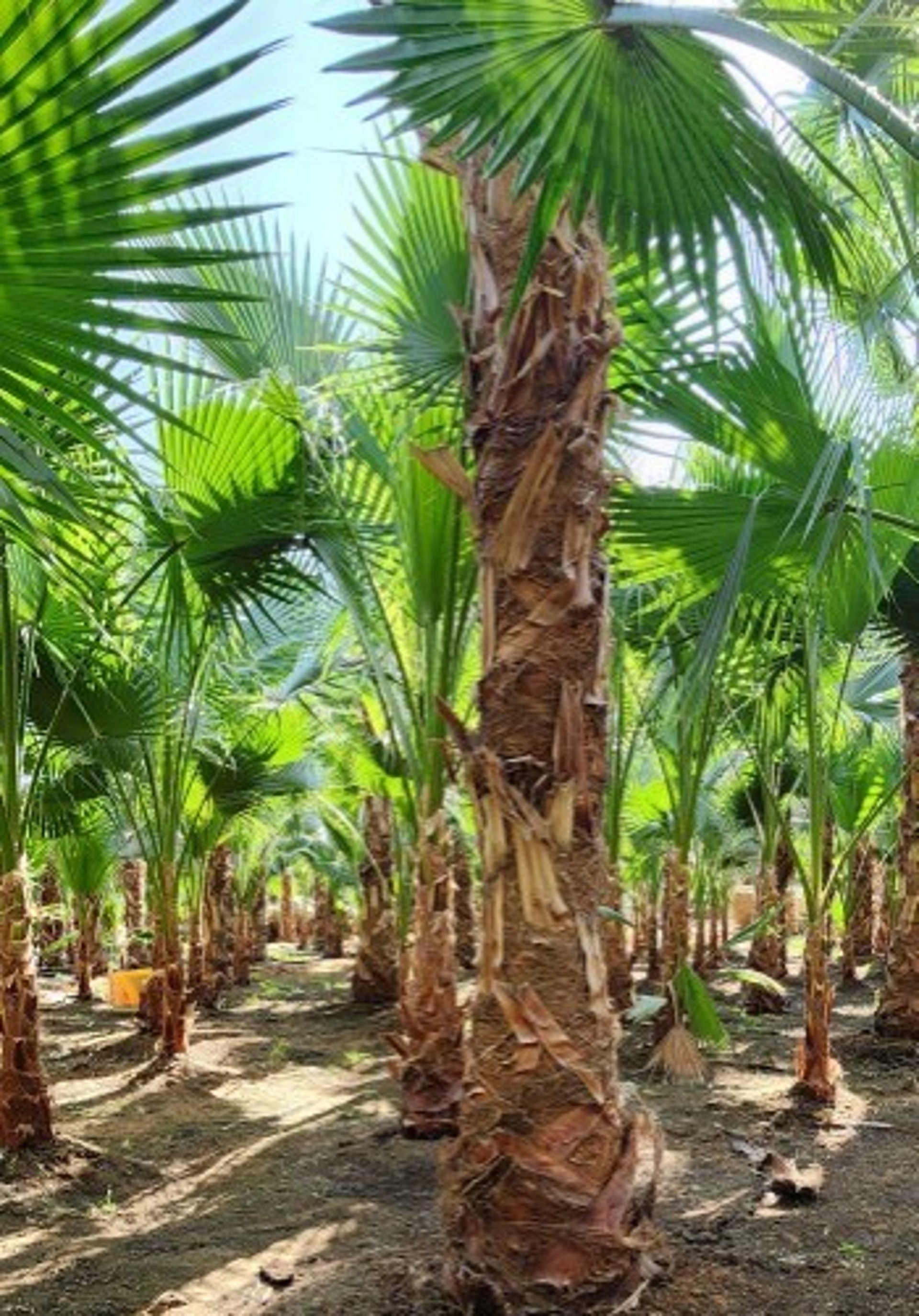 an abstract photo of a curved building with a blue sky in the background