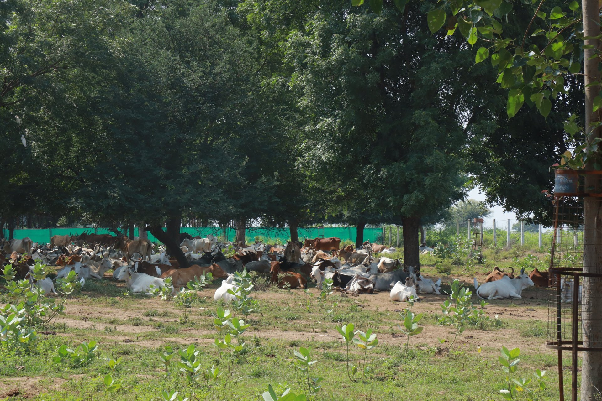 woman wearing yellow long-sleeved dress under white clouds and blue sky during daytime