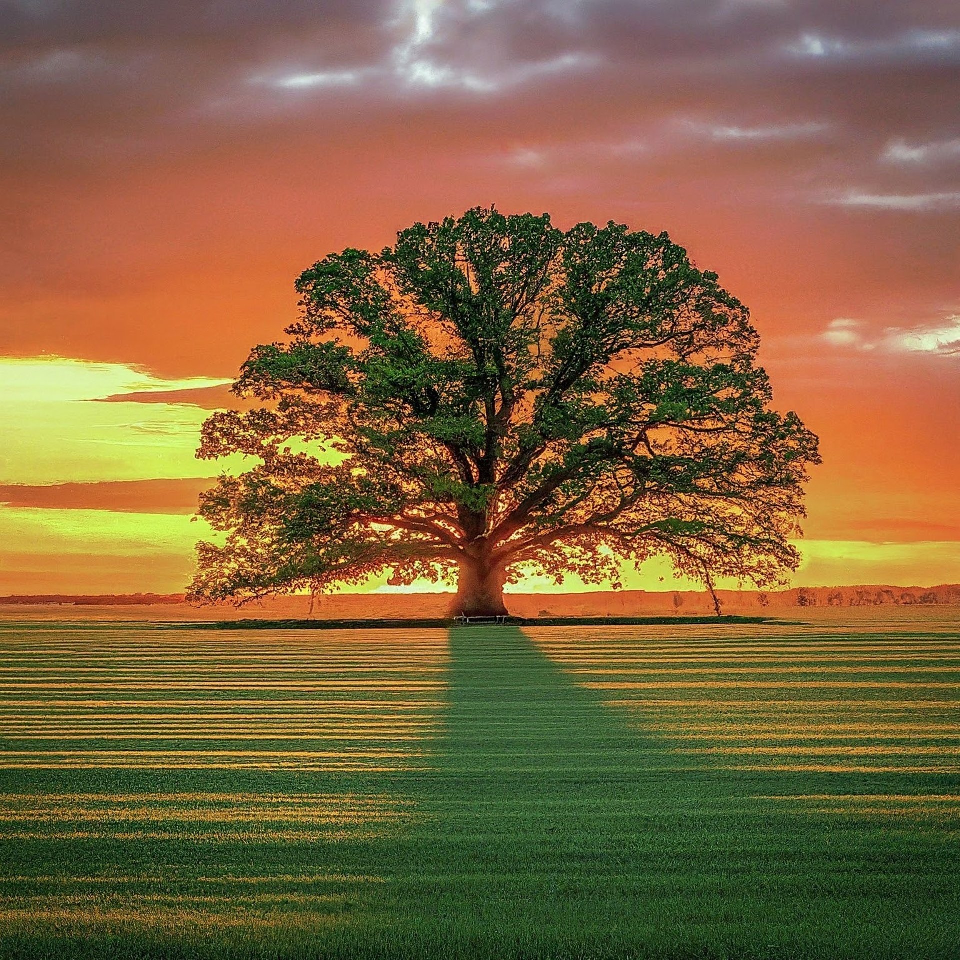 black and brown leather padded tub sofa