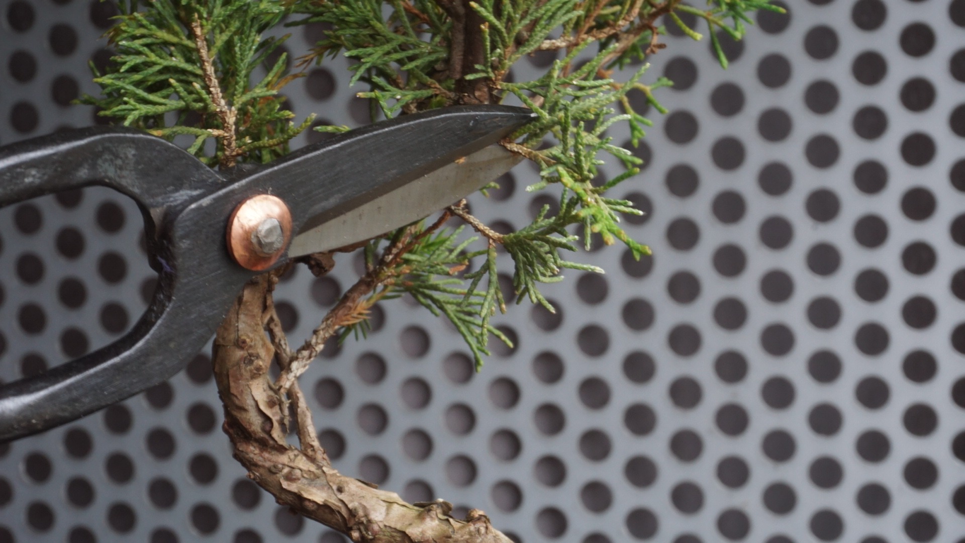 a group of bonsai plants sitting on top of a shelf